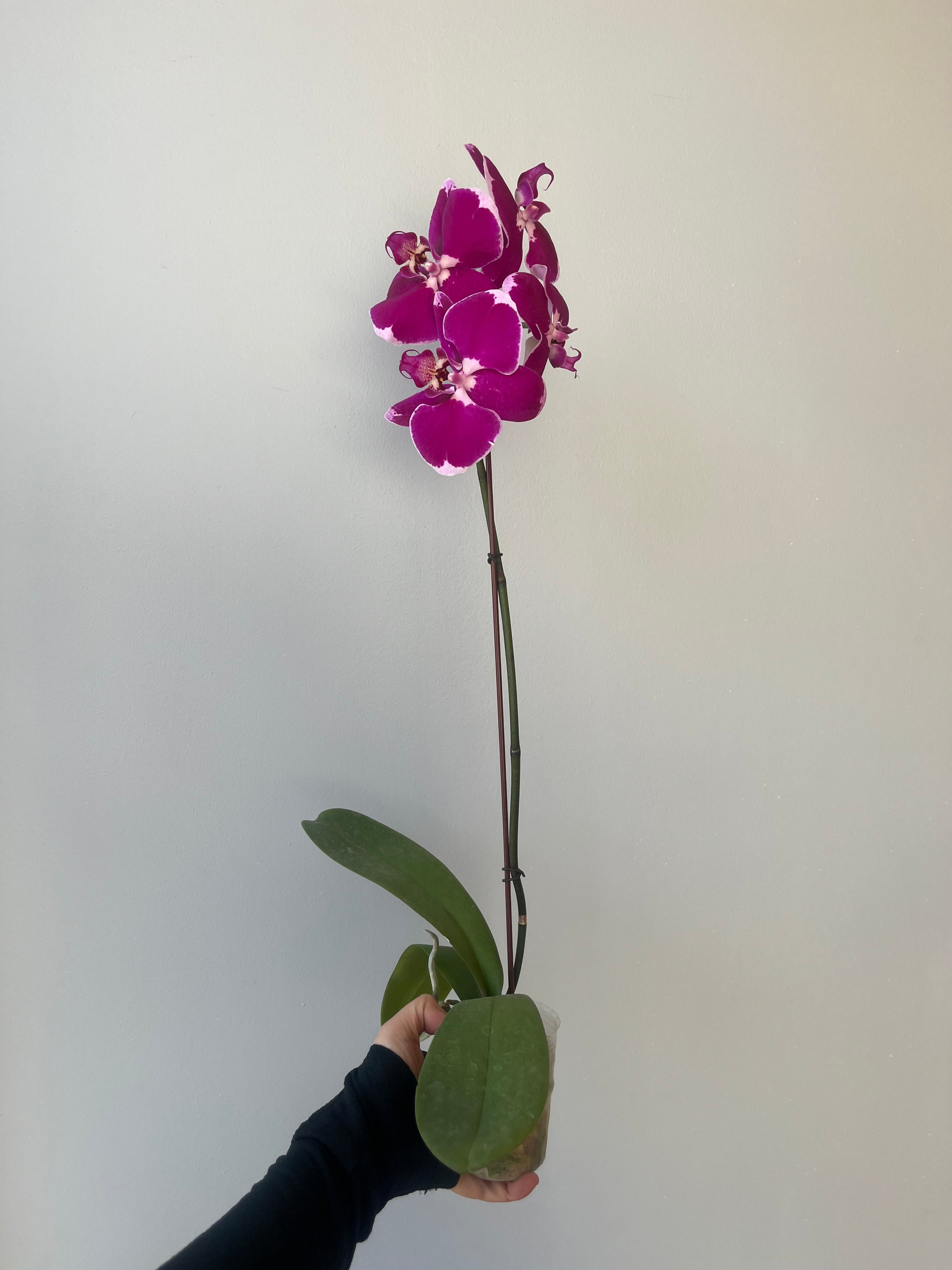 Orquídea Fucsia Grande Liquidación