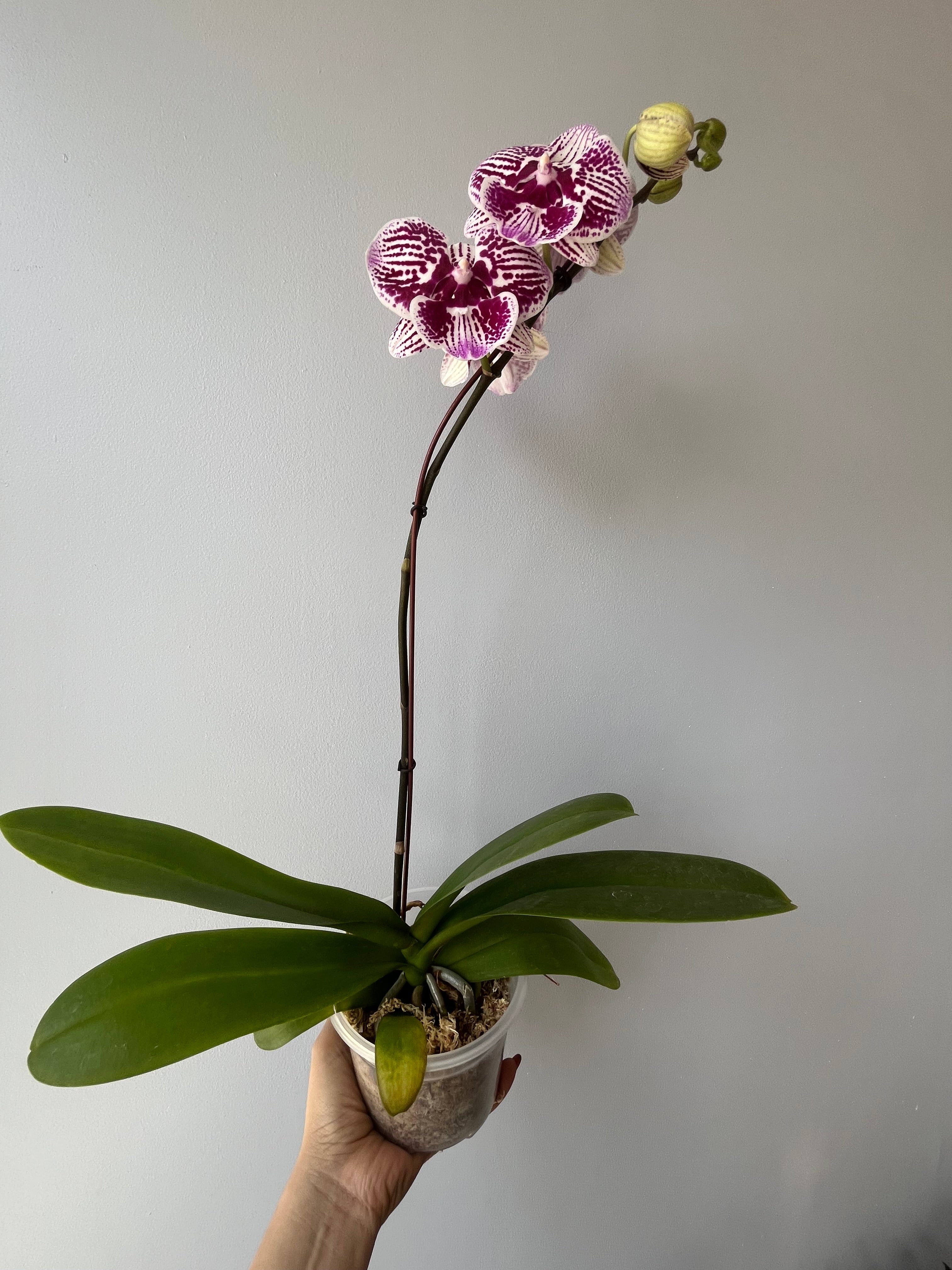 Orquídea White Conffeti