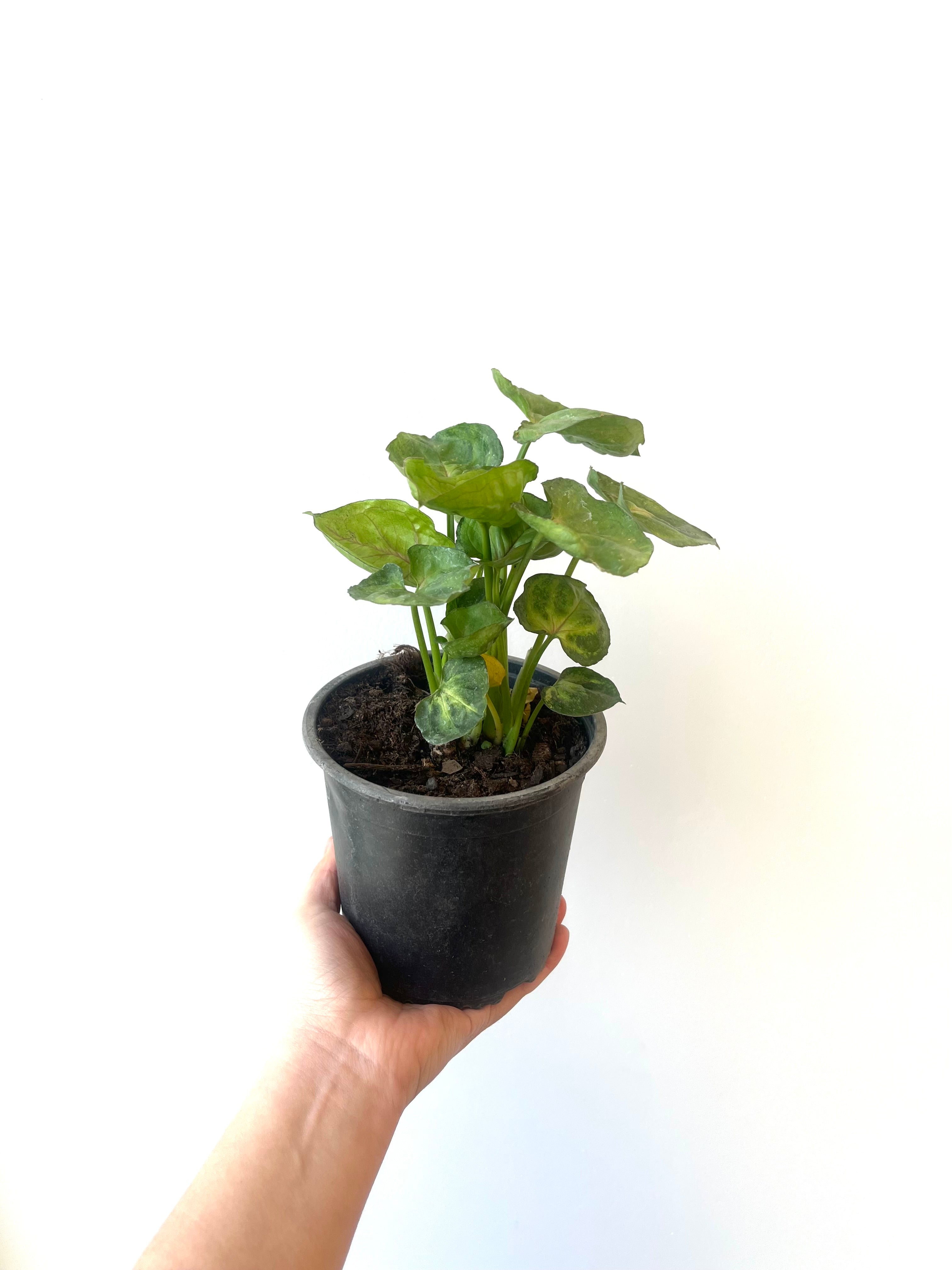 Singonio Verde