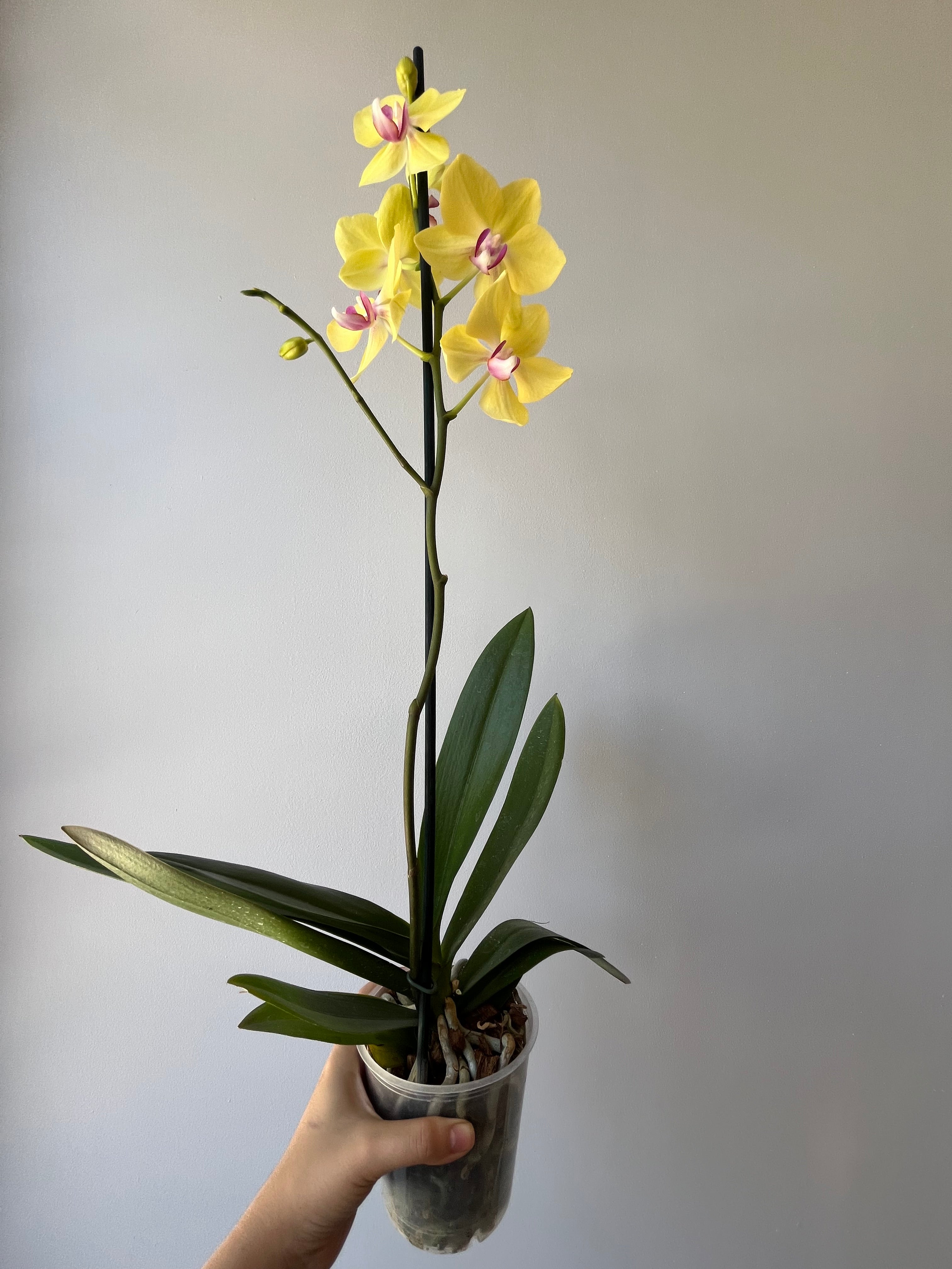 Orquídea Amarilla Centro Fucsia Una Vara