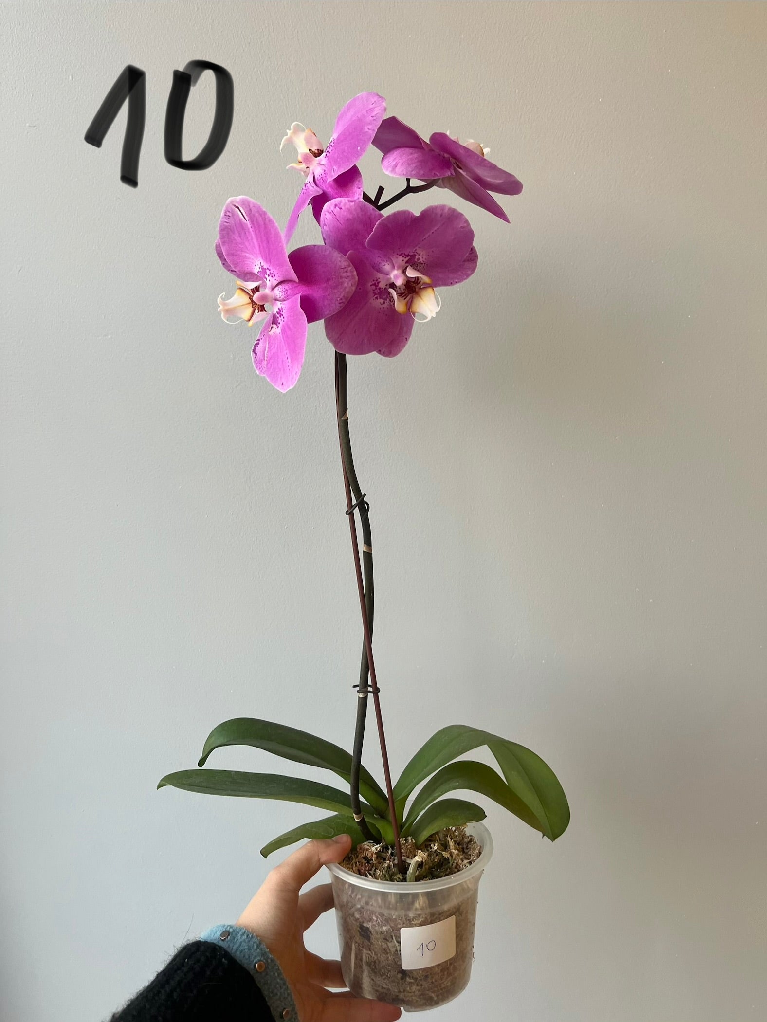 Orquídeas Grandes Fucsias Tonos
