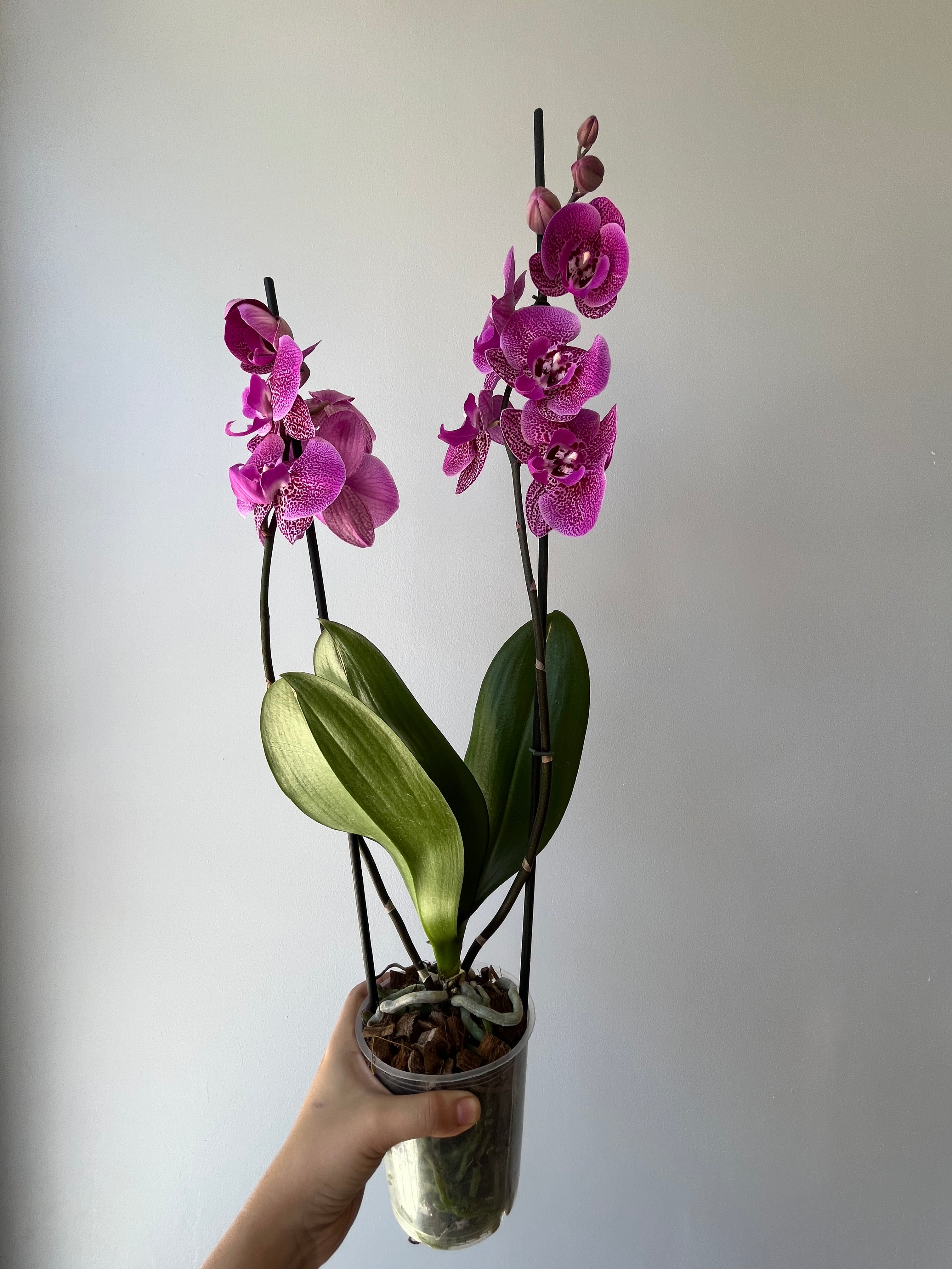 Orquídea Fucsia Atigrada Dos Varas