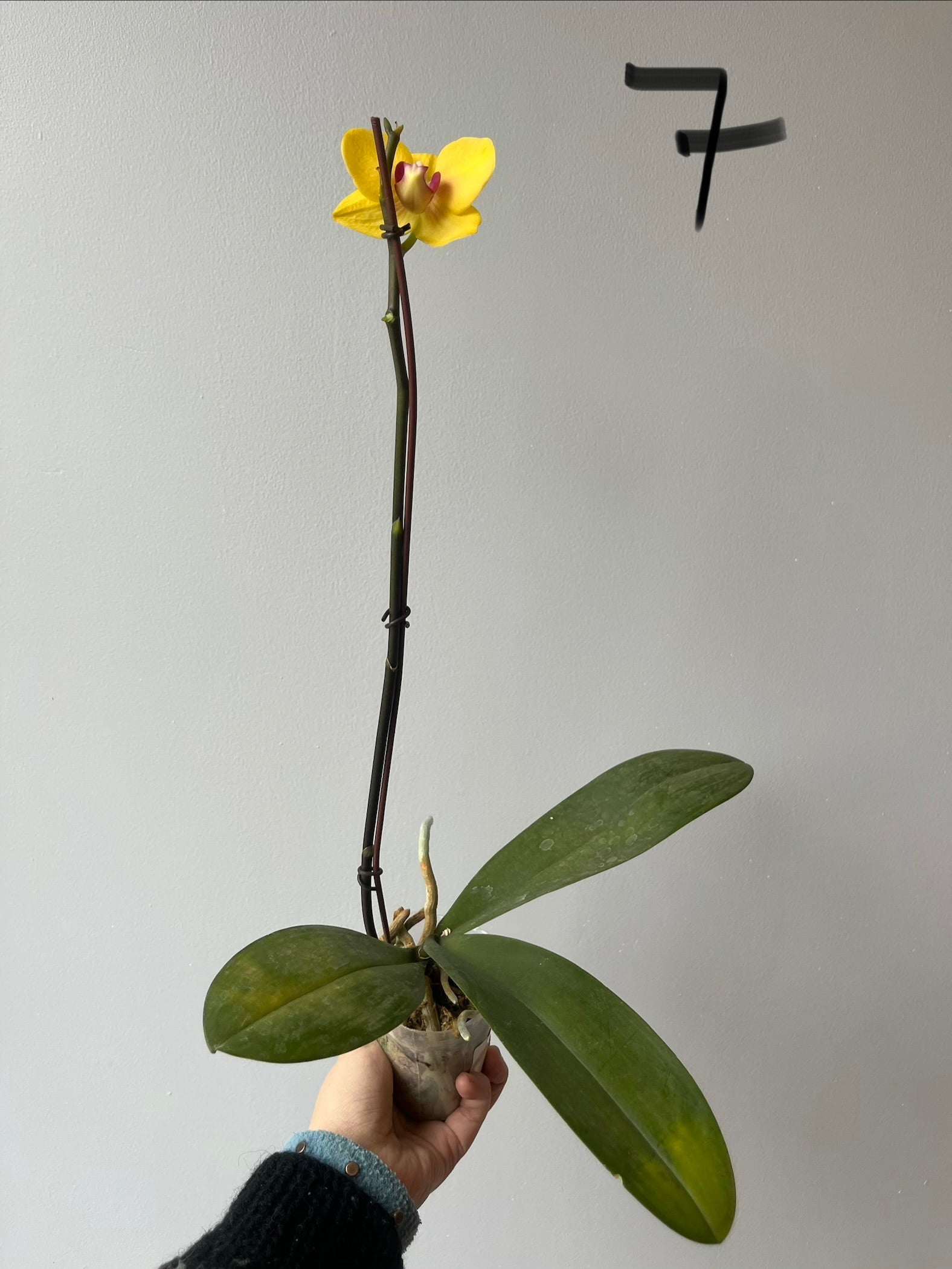 Orquídeas Medianas Amarillas