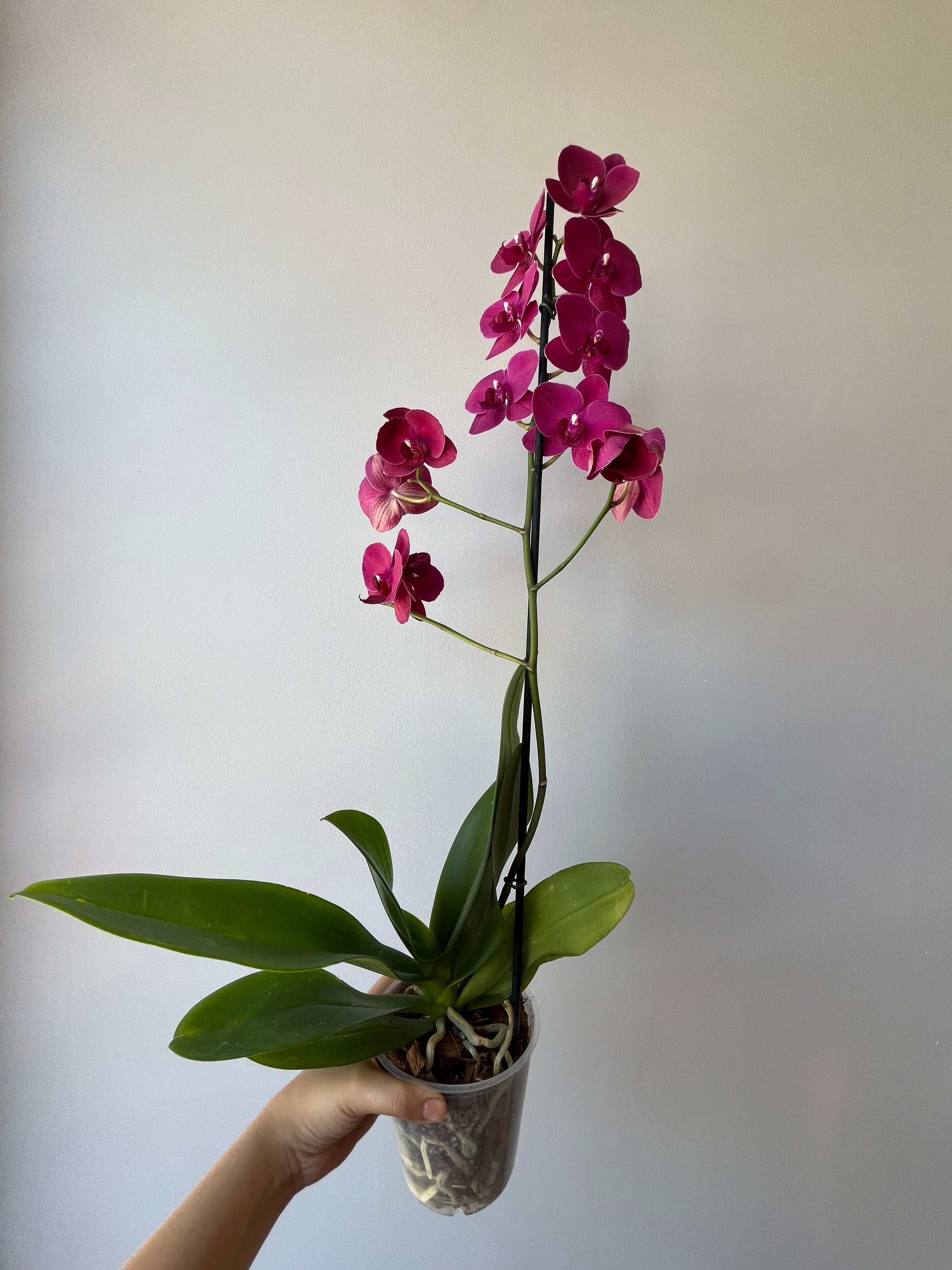 Orquídea Terracota Una Vara