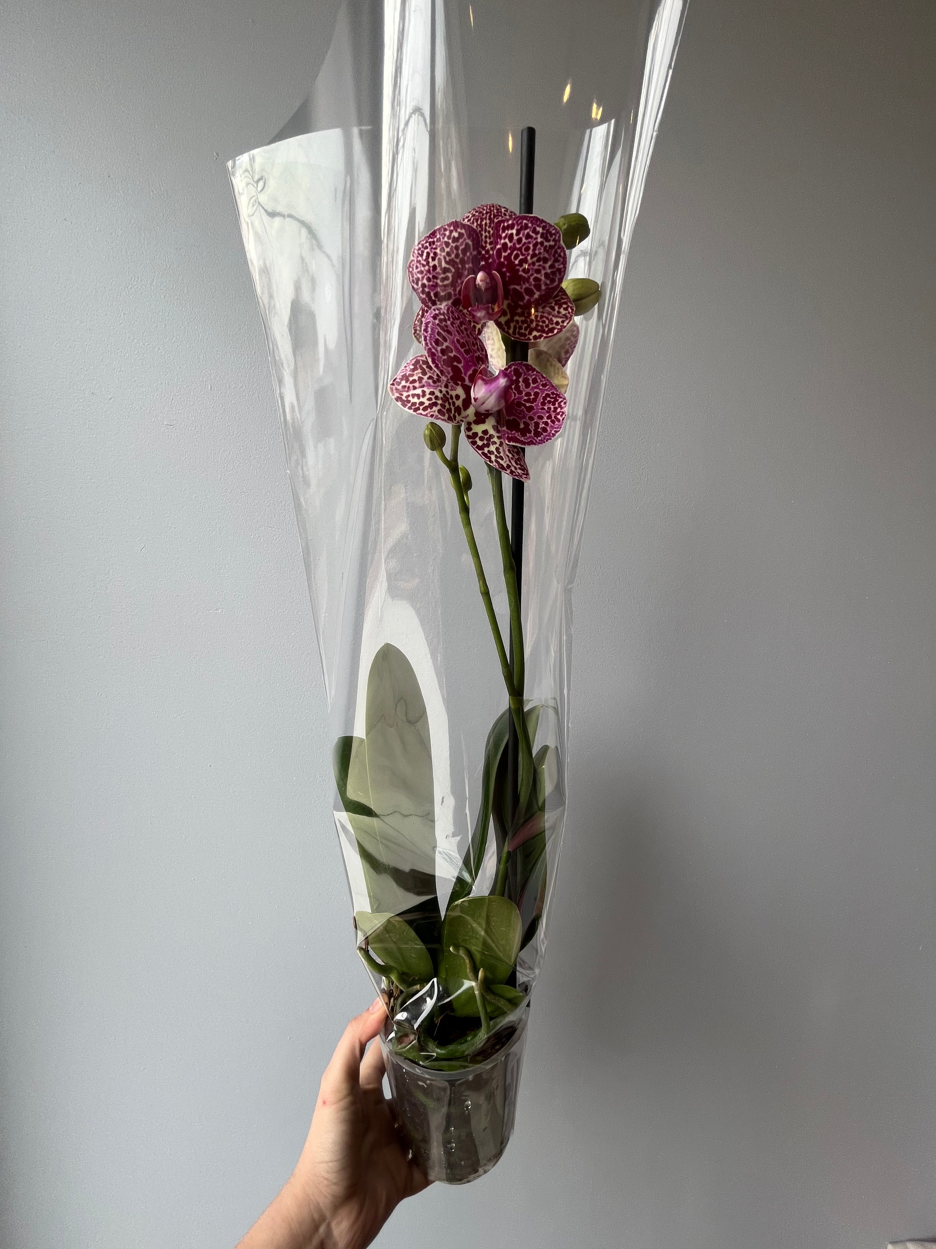 Orquídea Atigrada