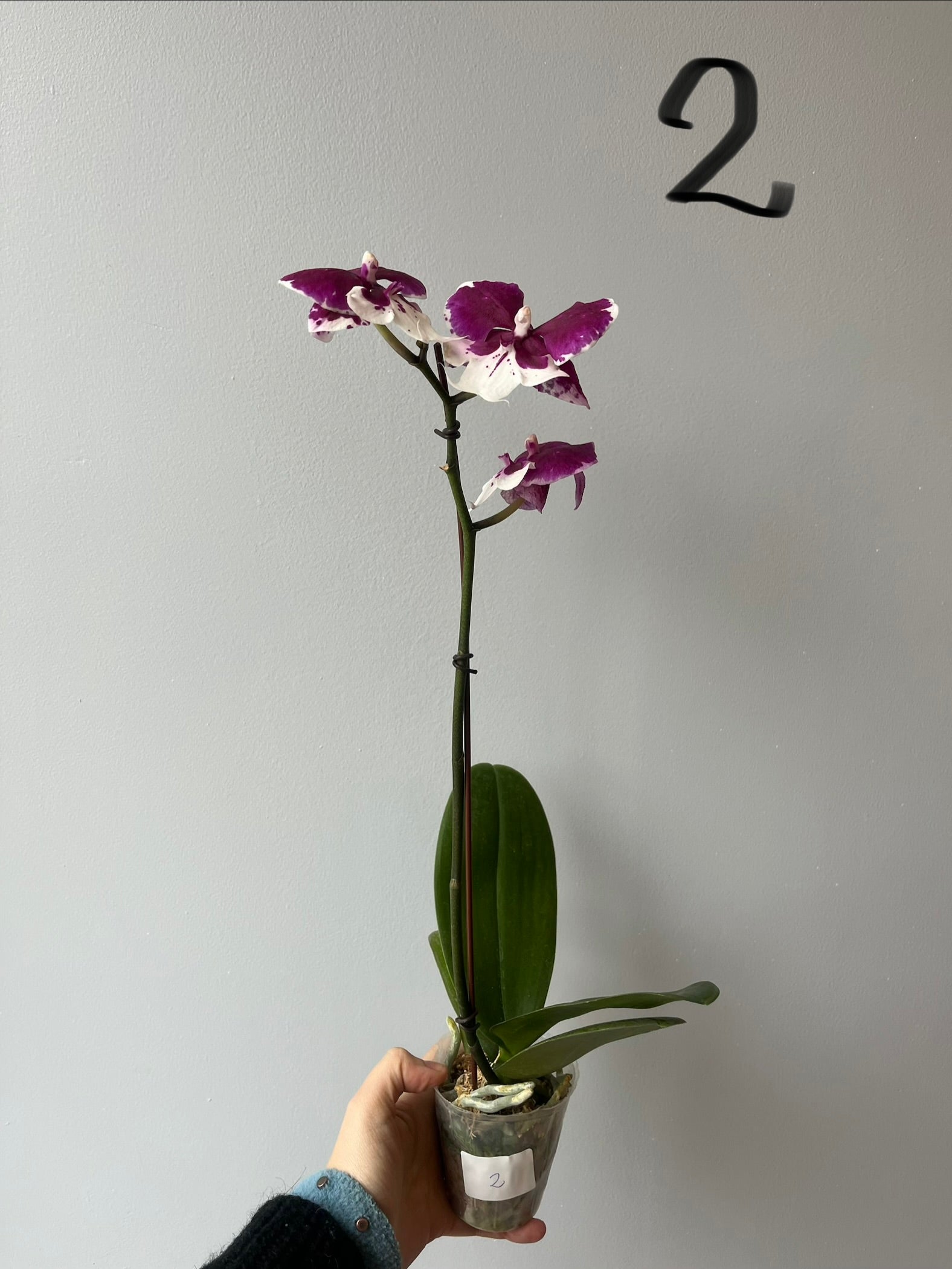 Orquídeas Medianas Fucsias Tonos