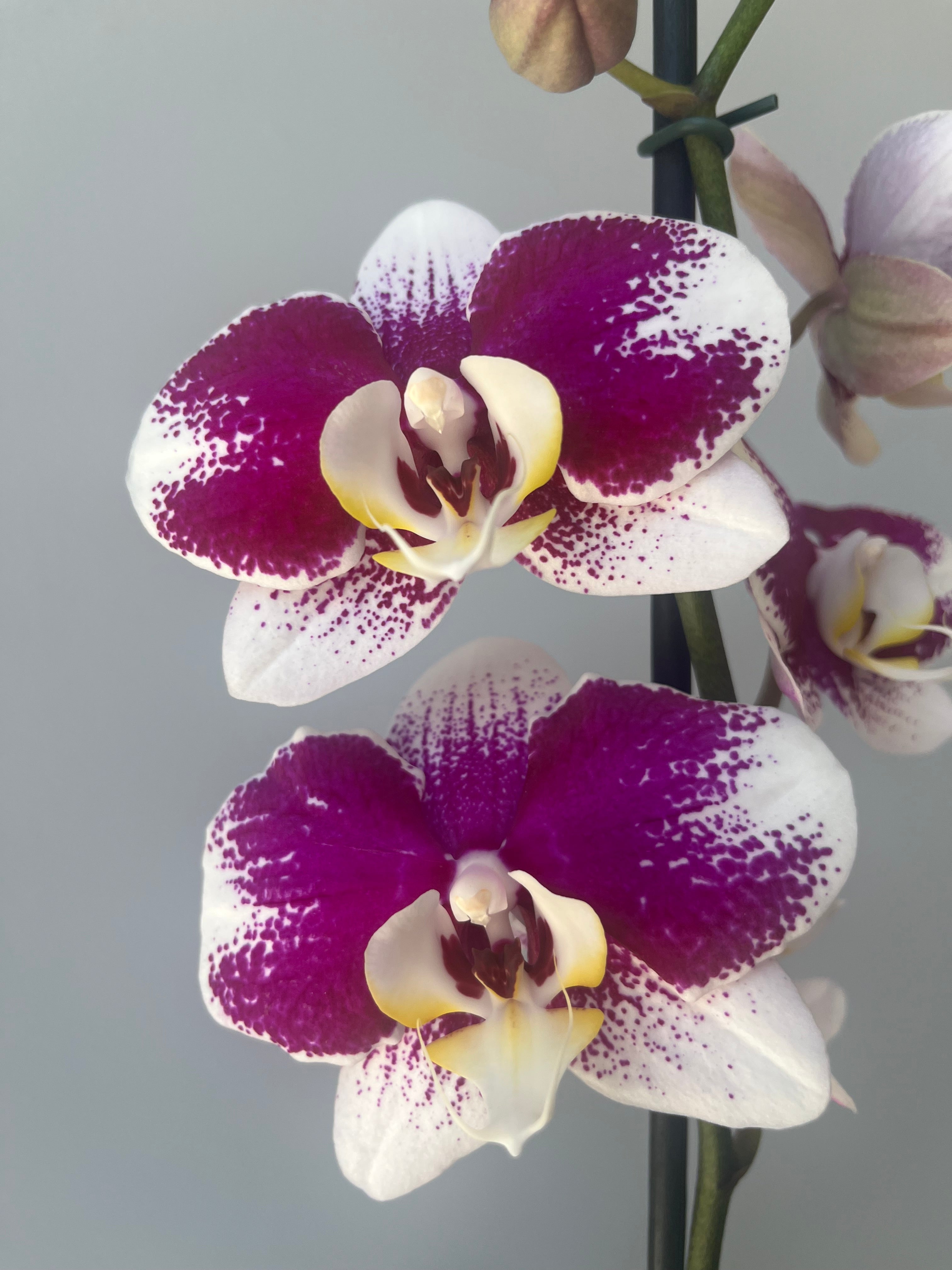 Orquídea Fucsia Rociada Una Vara