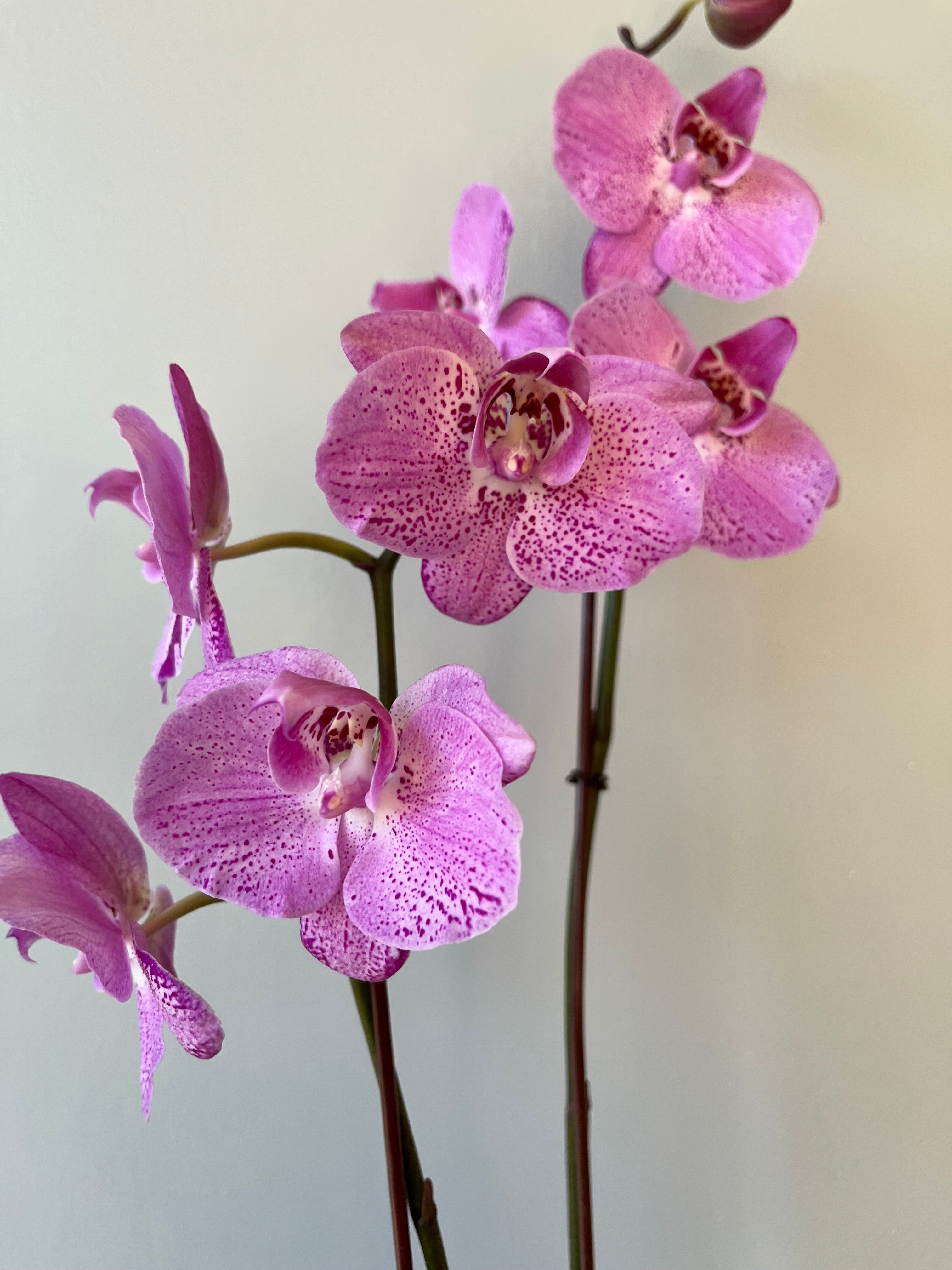Orquídea Rosa Terciopelo Dos Varas