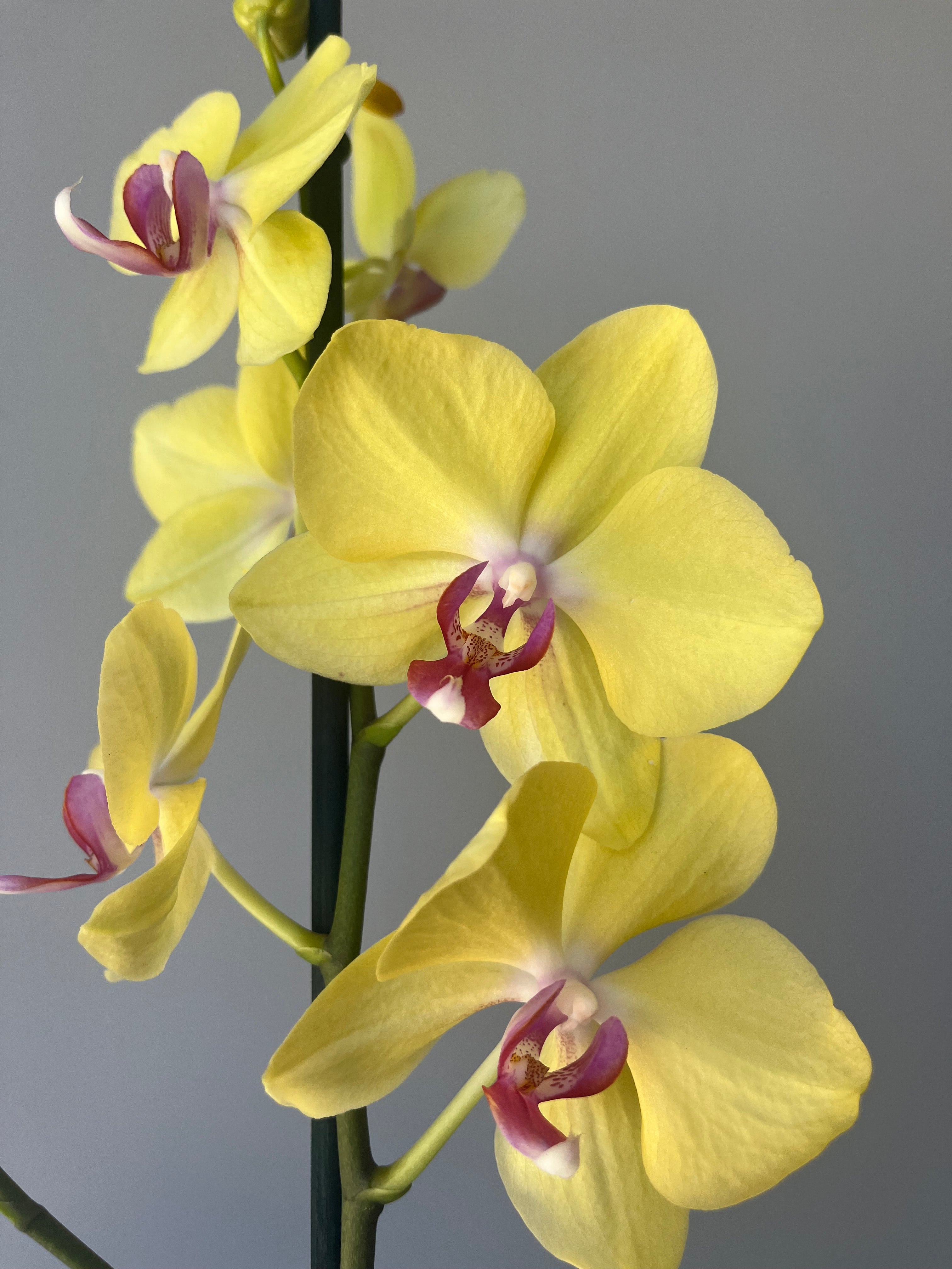 Orquídea Amarilla Centro Fucsia Una Vara