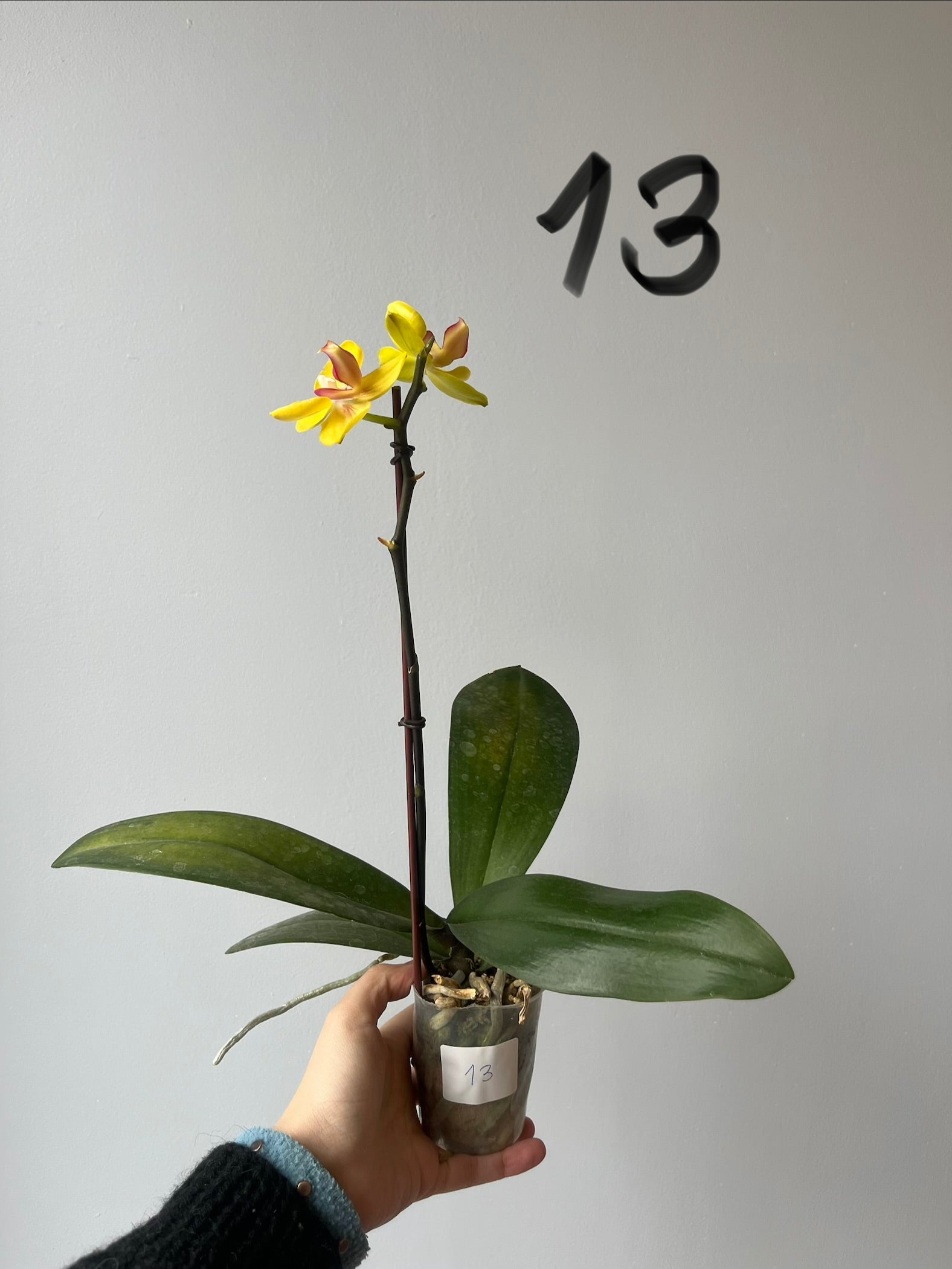 Orquídeas Medianas Amarillas