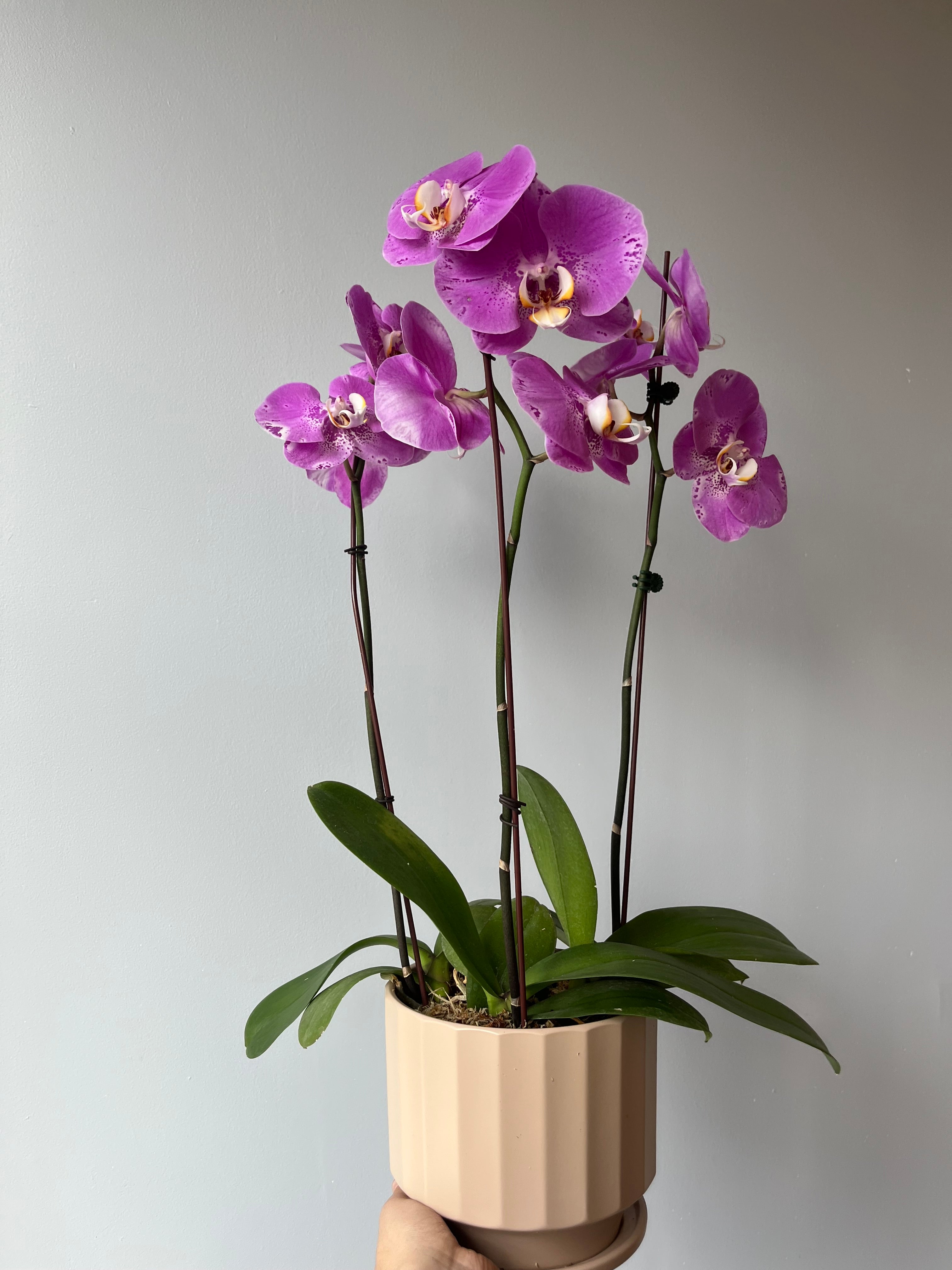 Arreglo de Orquídeas Otoño Rosa