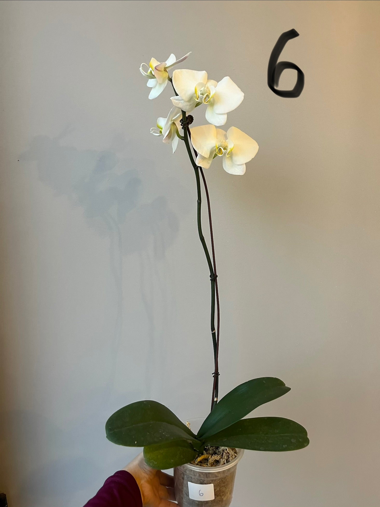 Orquídeas Grandes Blancas