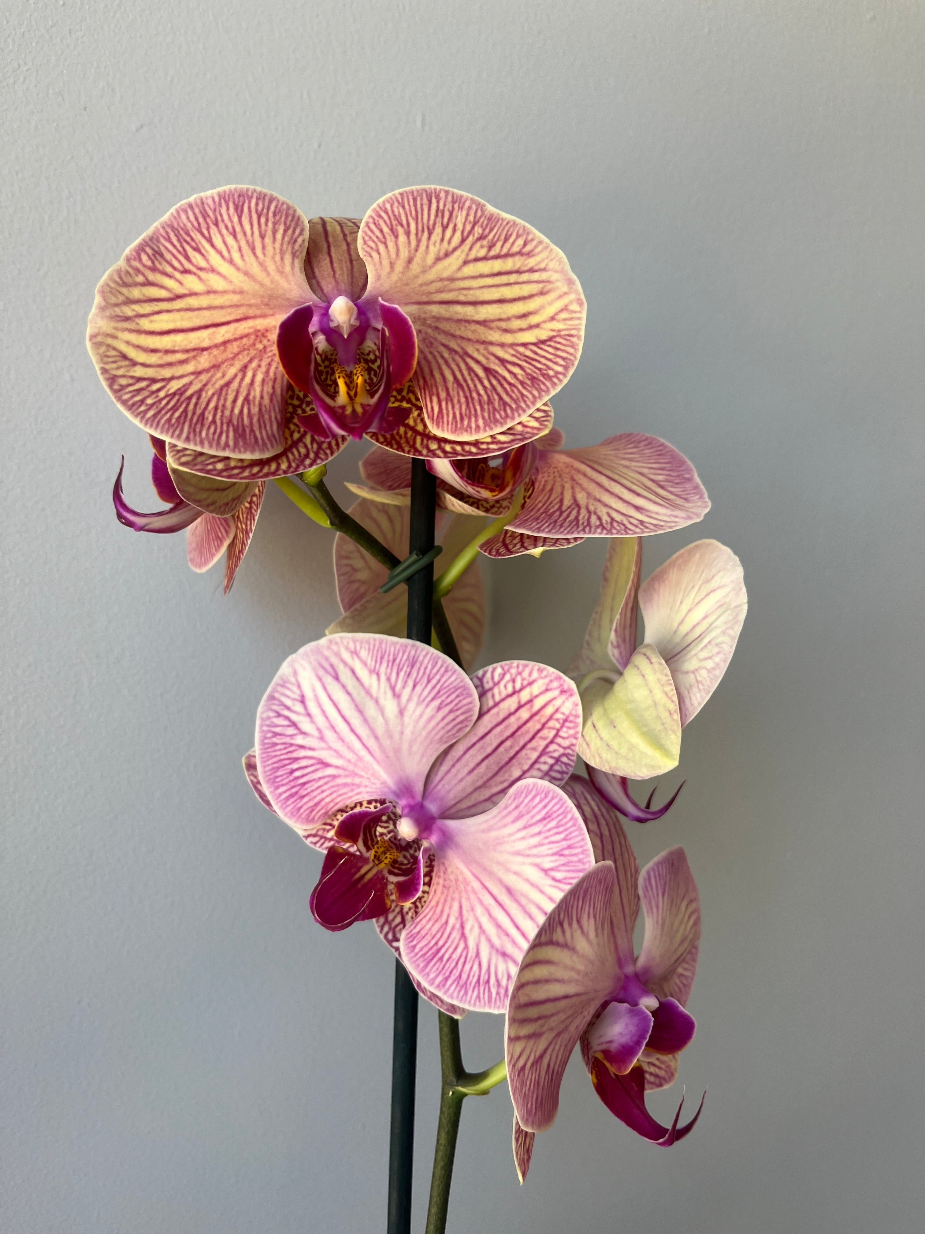 Orquídea Anaranjada Una Vara