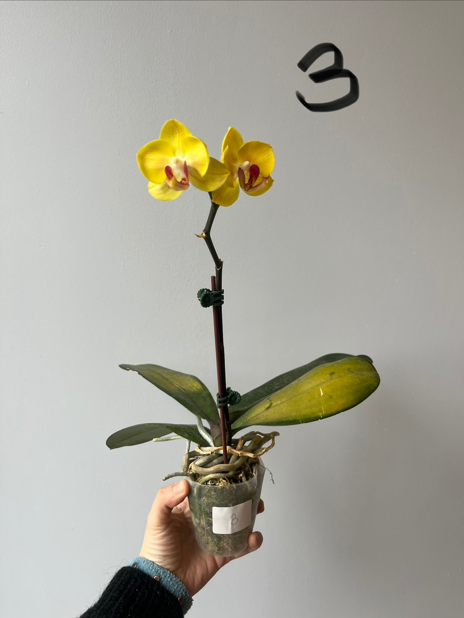 Orquídeas Medianas Amarillas