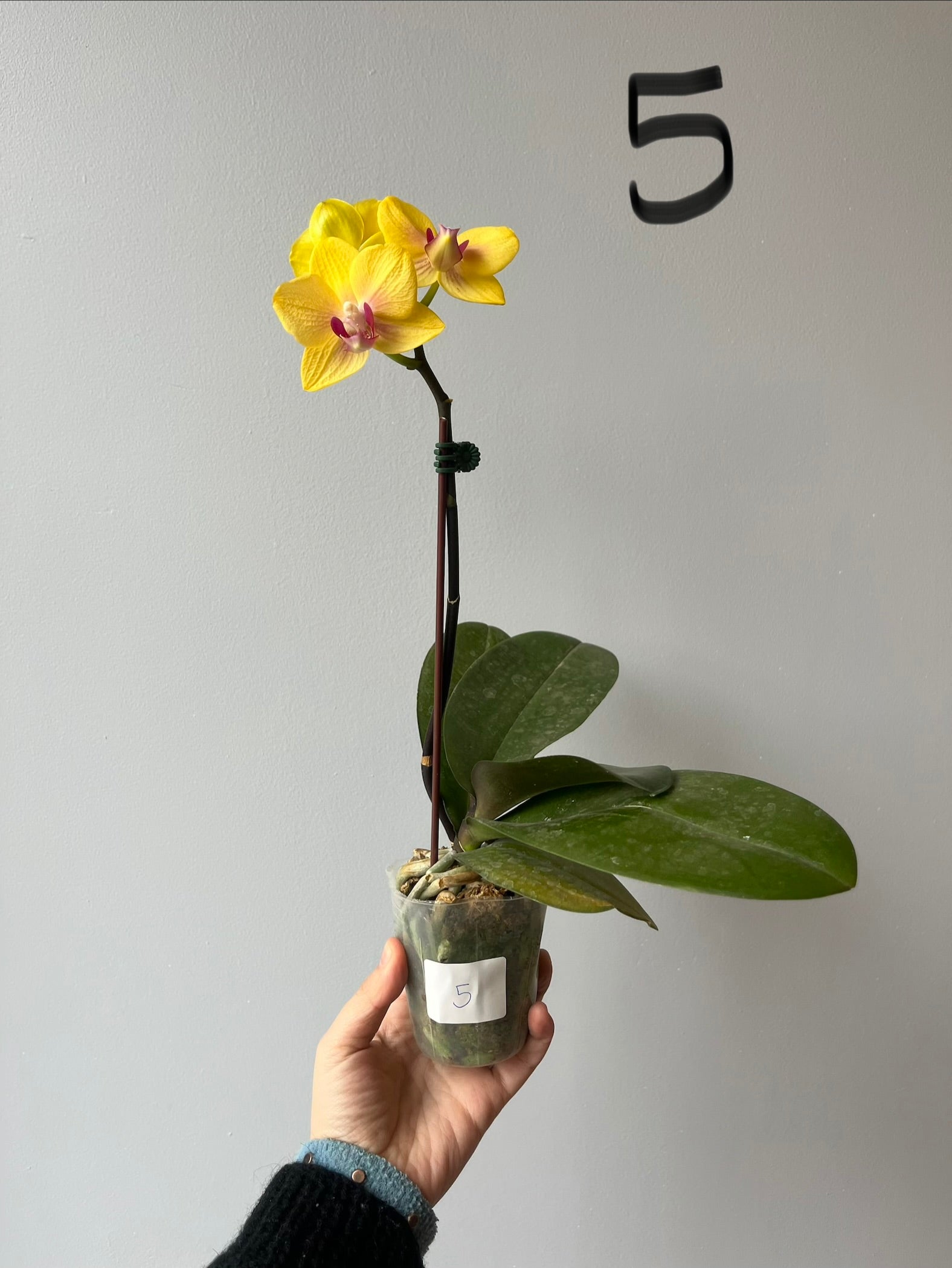 Orquídeas Medianas Amarillas