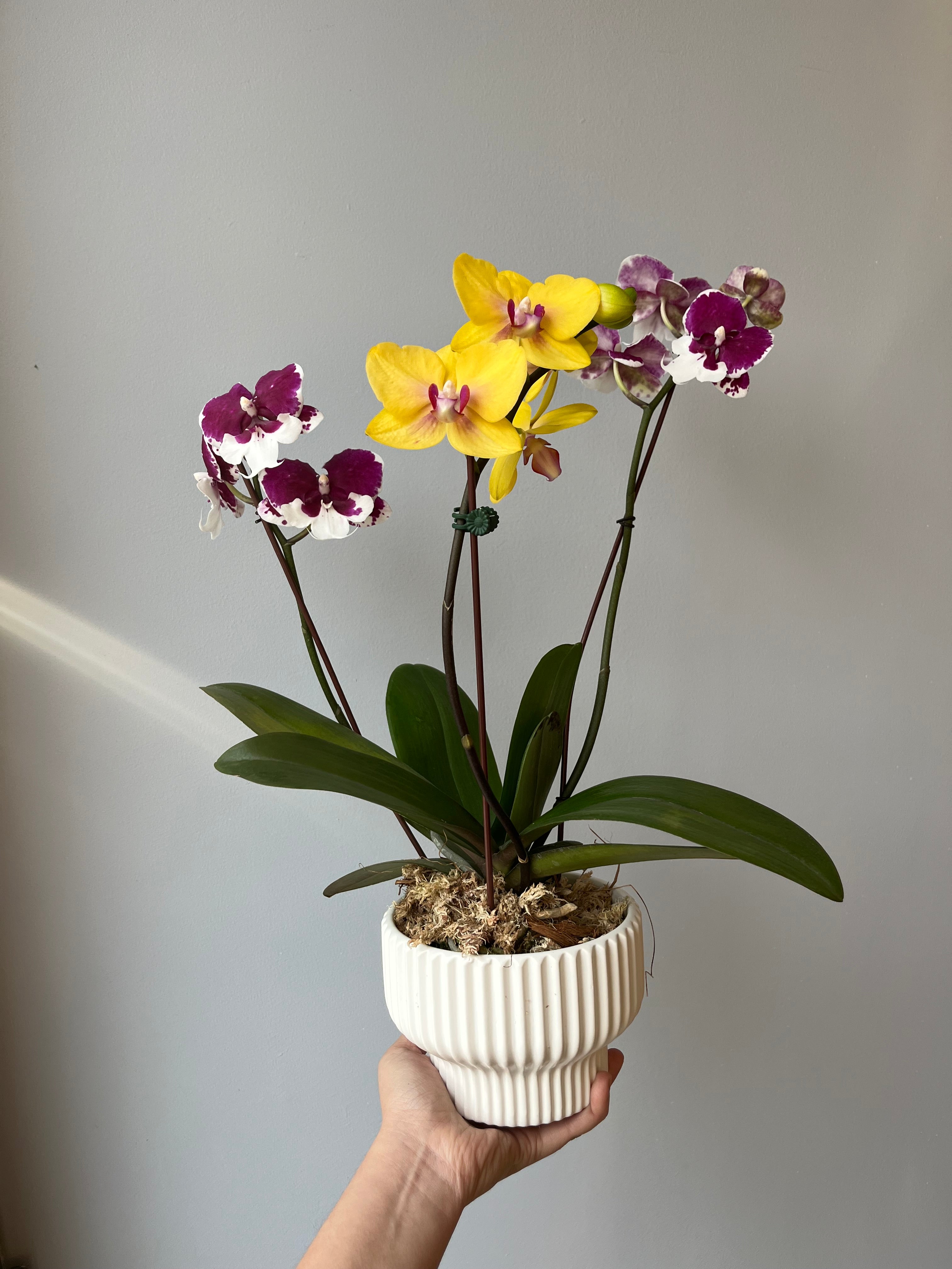 Arreglo de Orquídea amarilla y fucsia