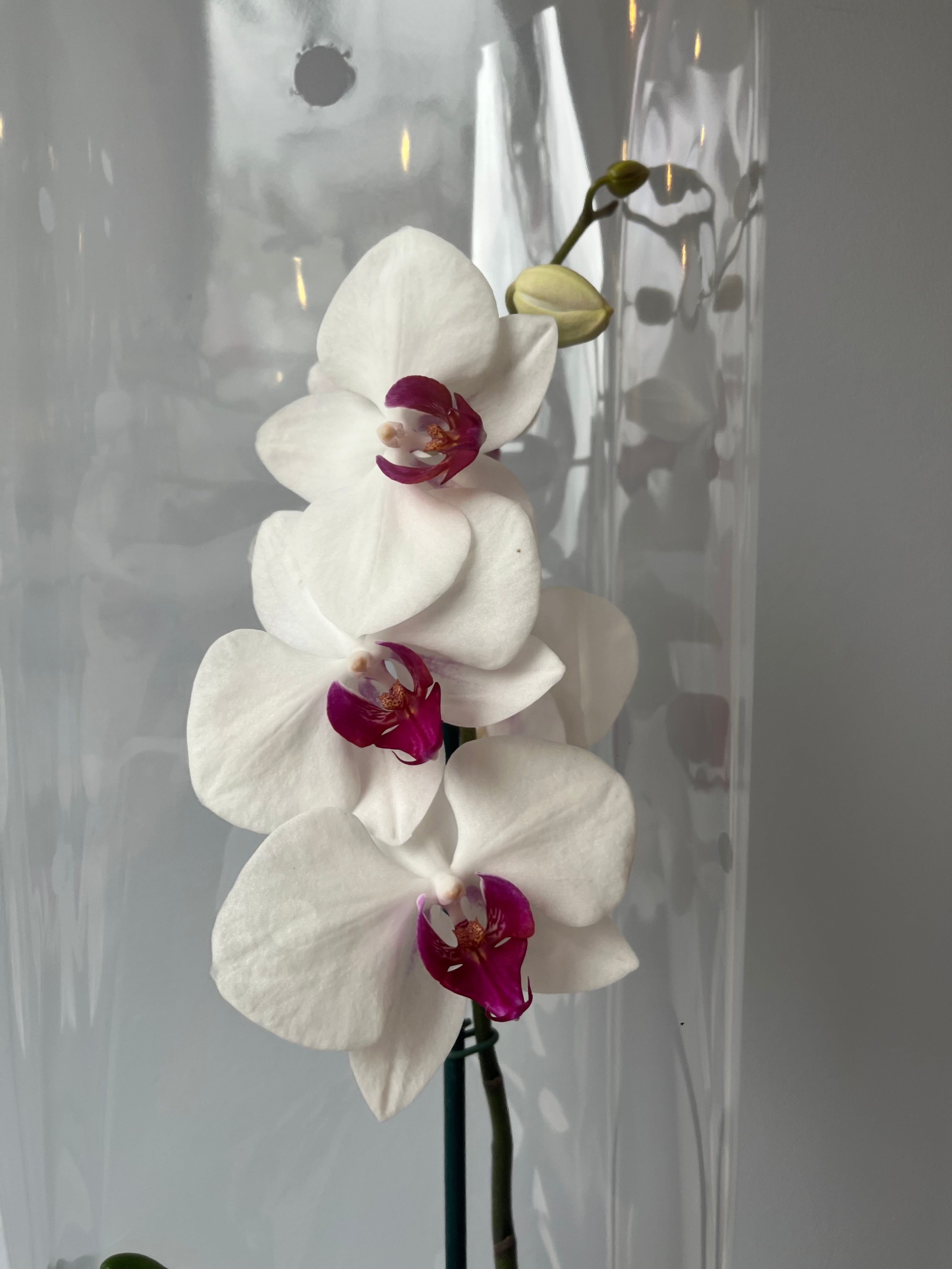 Orquídea Blanca Centro Fucsia