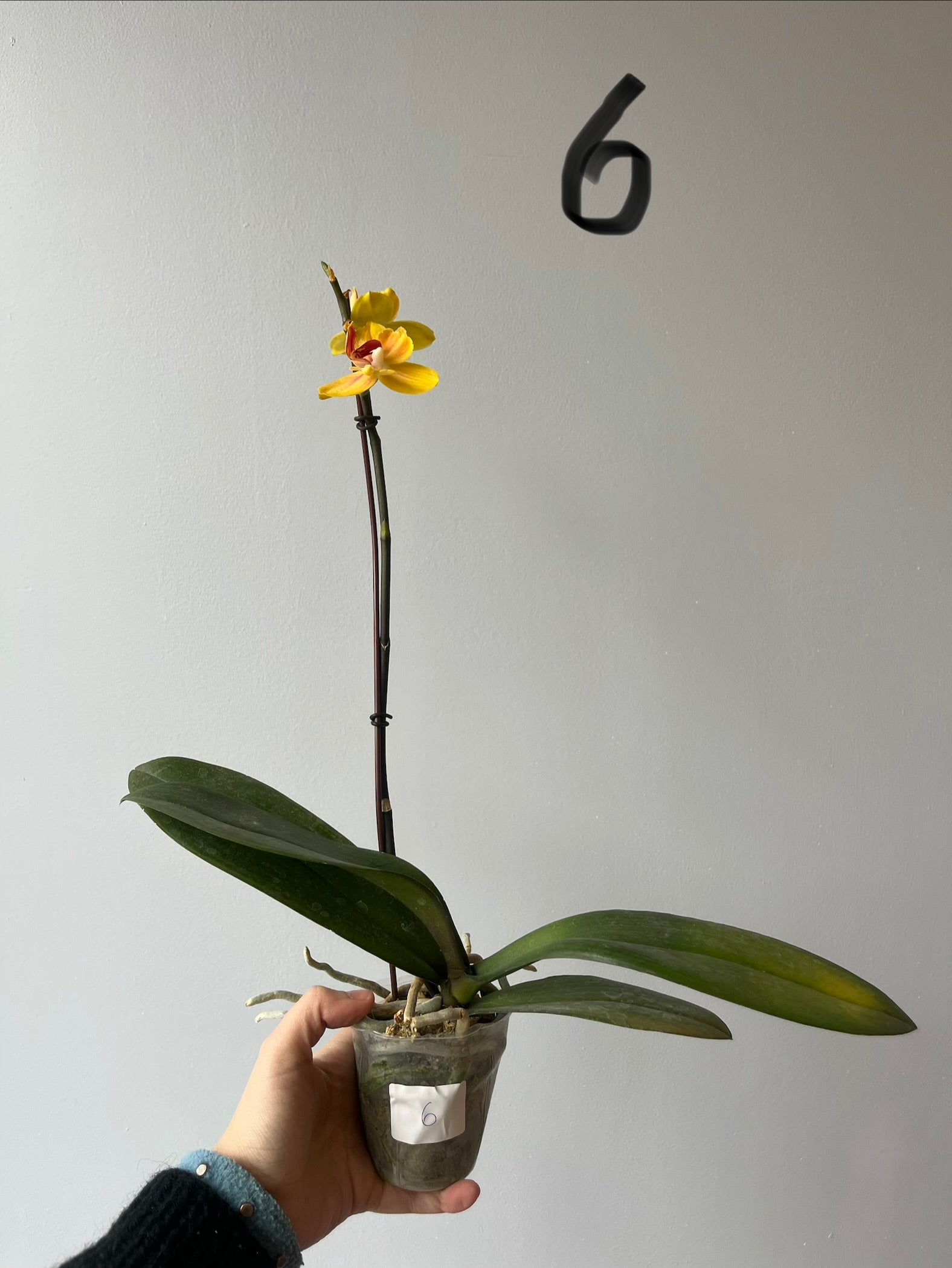 Orquídeas Medianas Amarillas