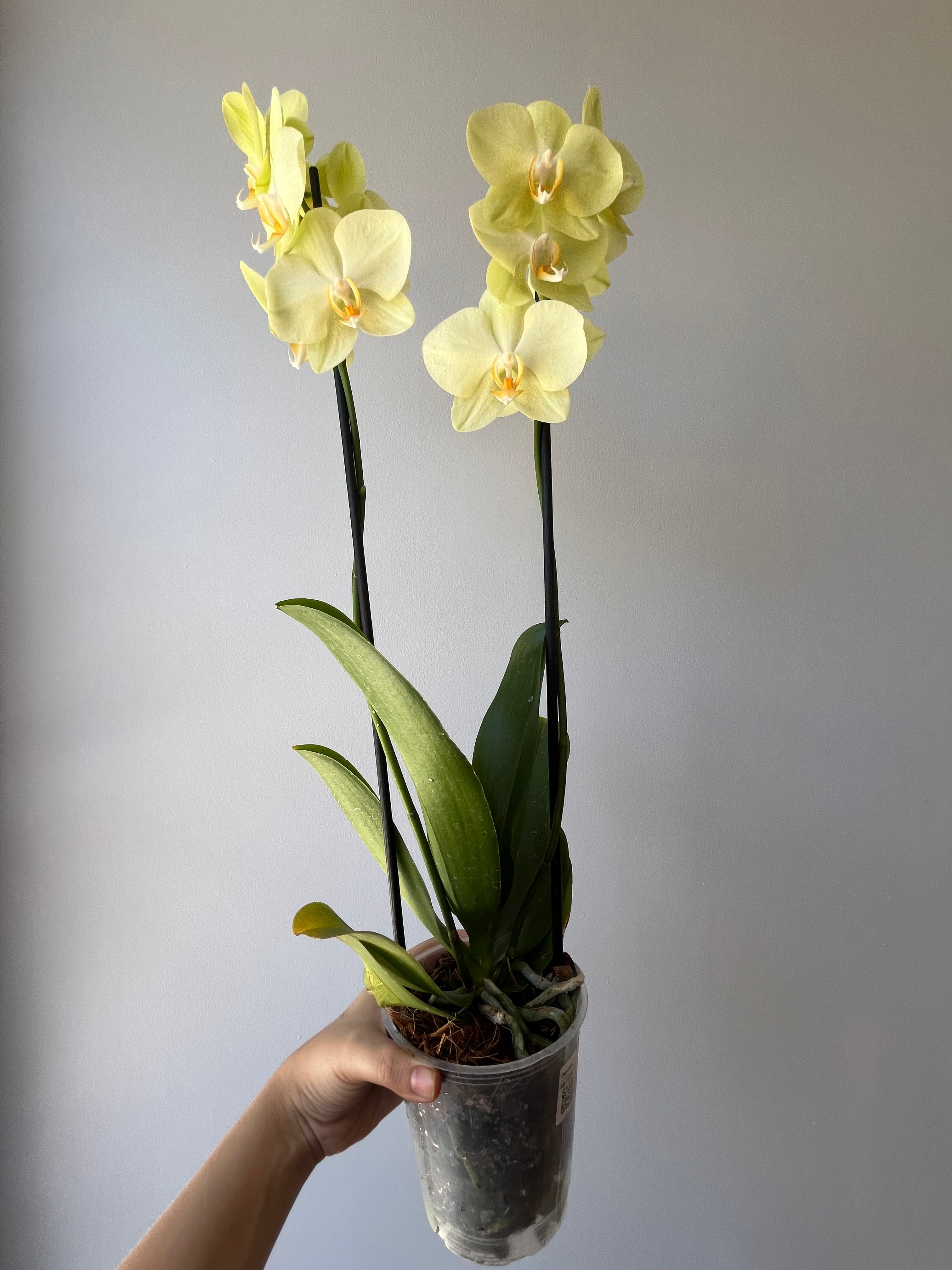 Orquídea Amarilla Dos Varas