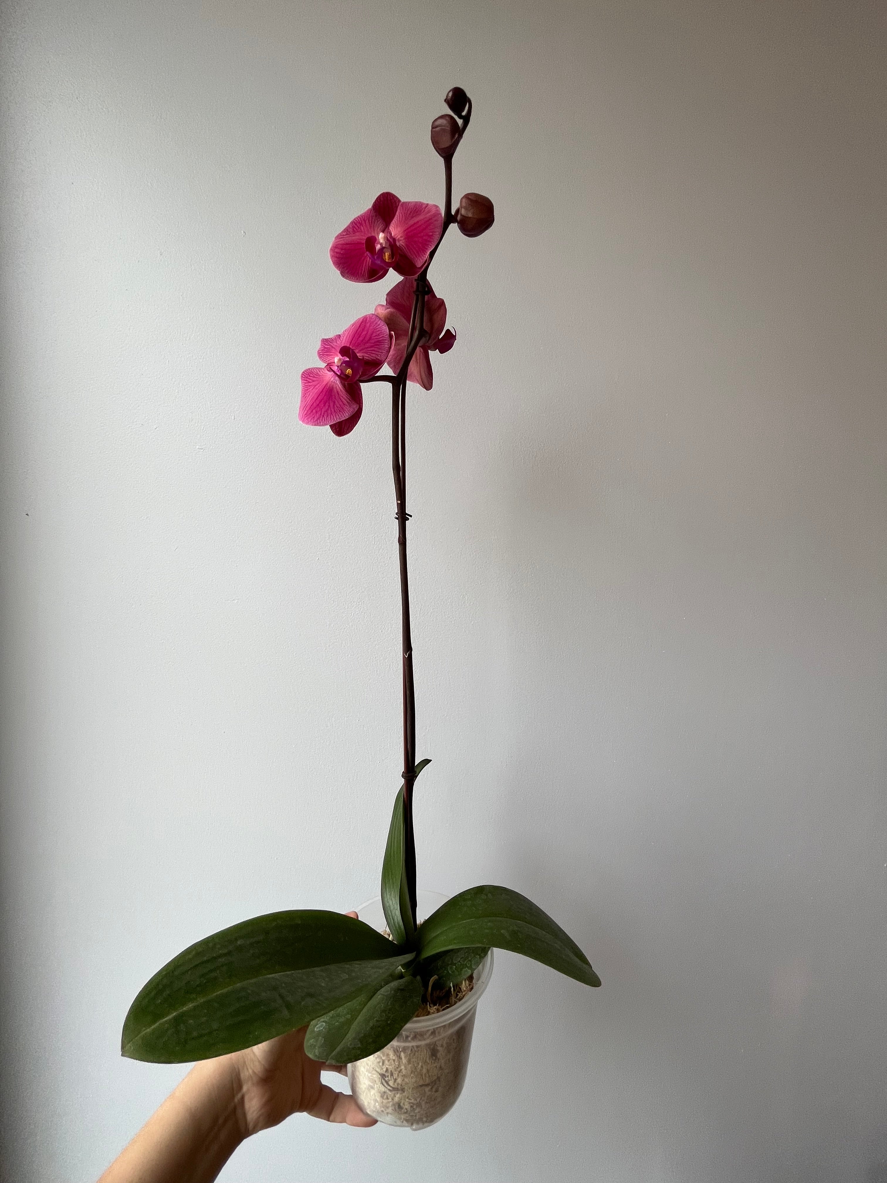 Orquídea Coral