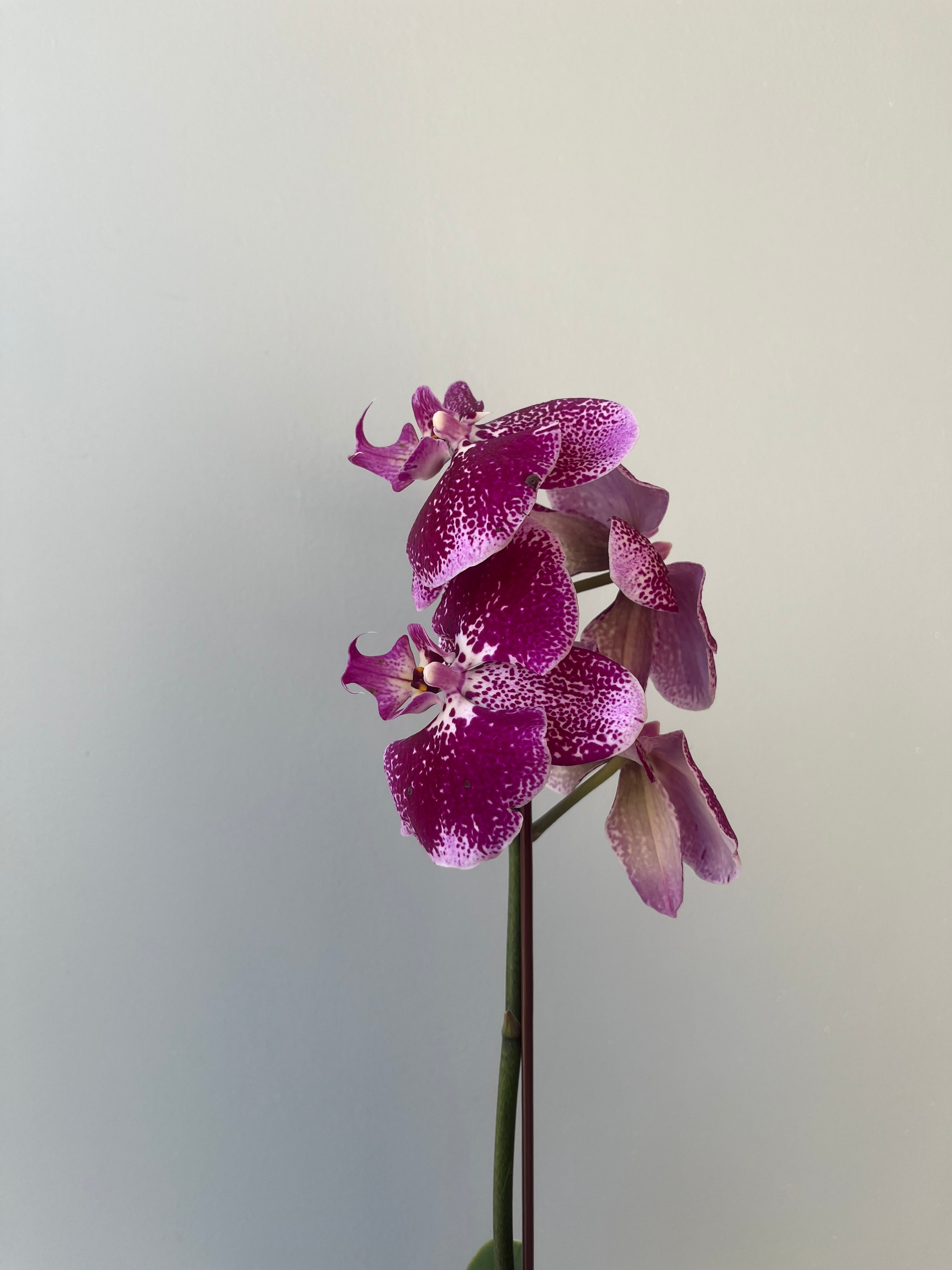 Orquídeas Variedad Grandes liquidación