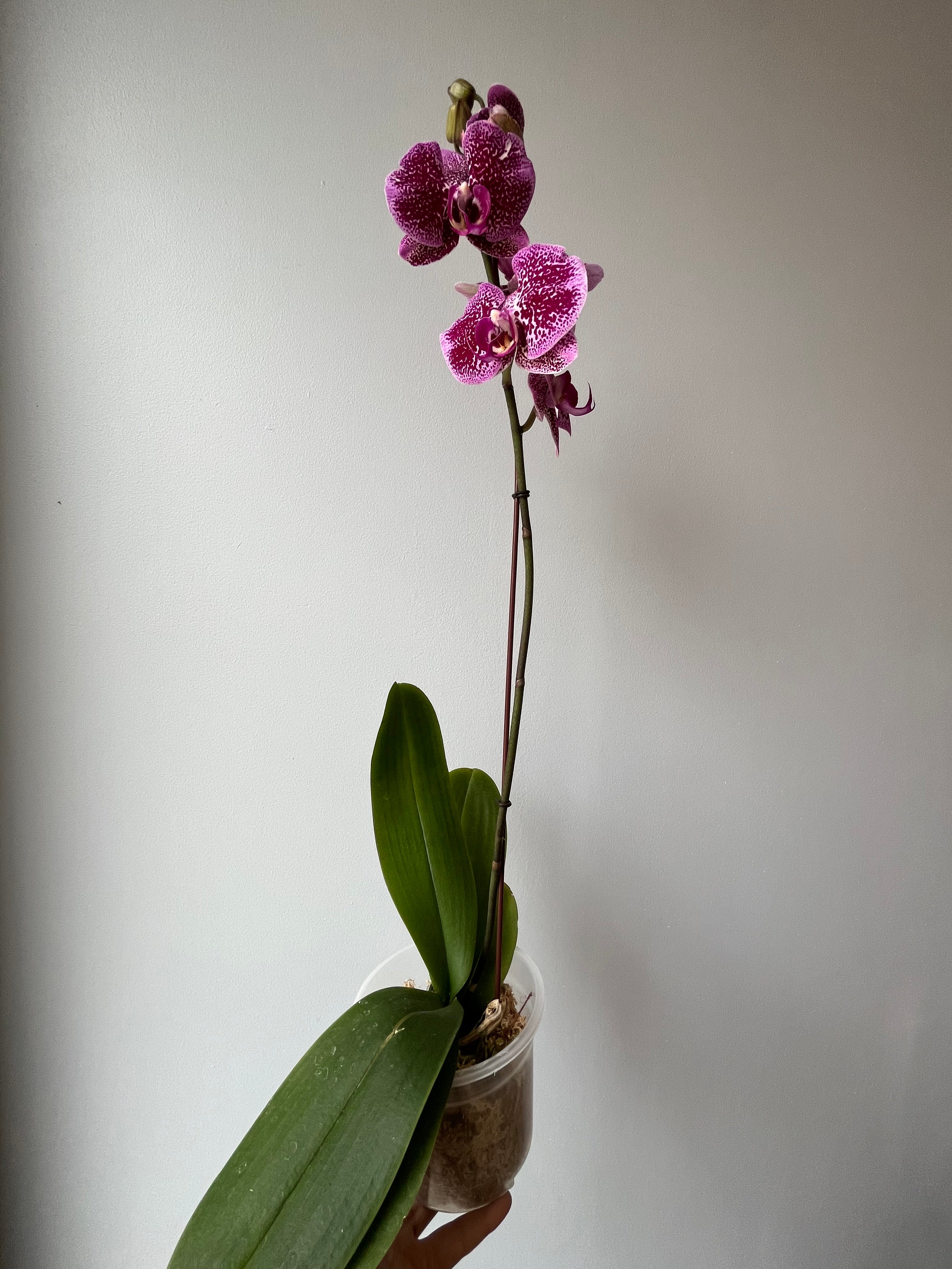 Orquídea Fucsia Manchas