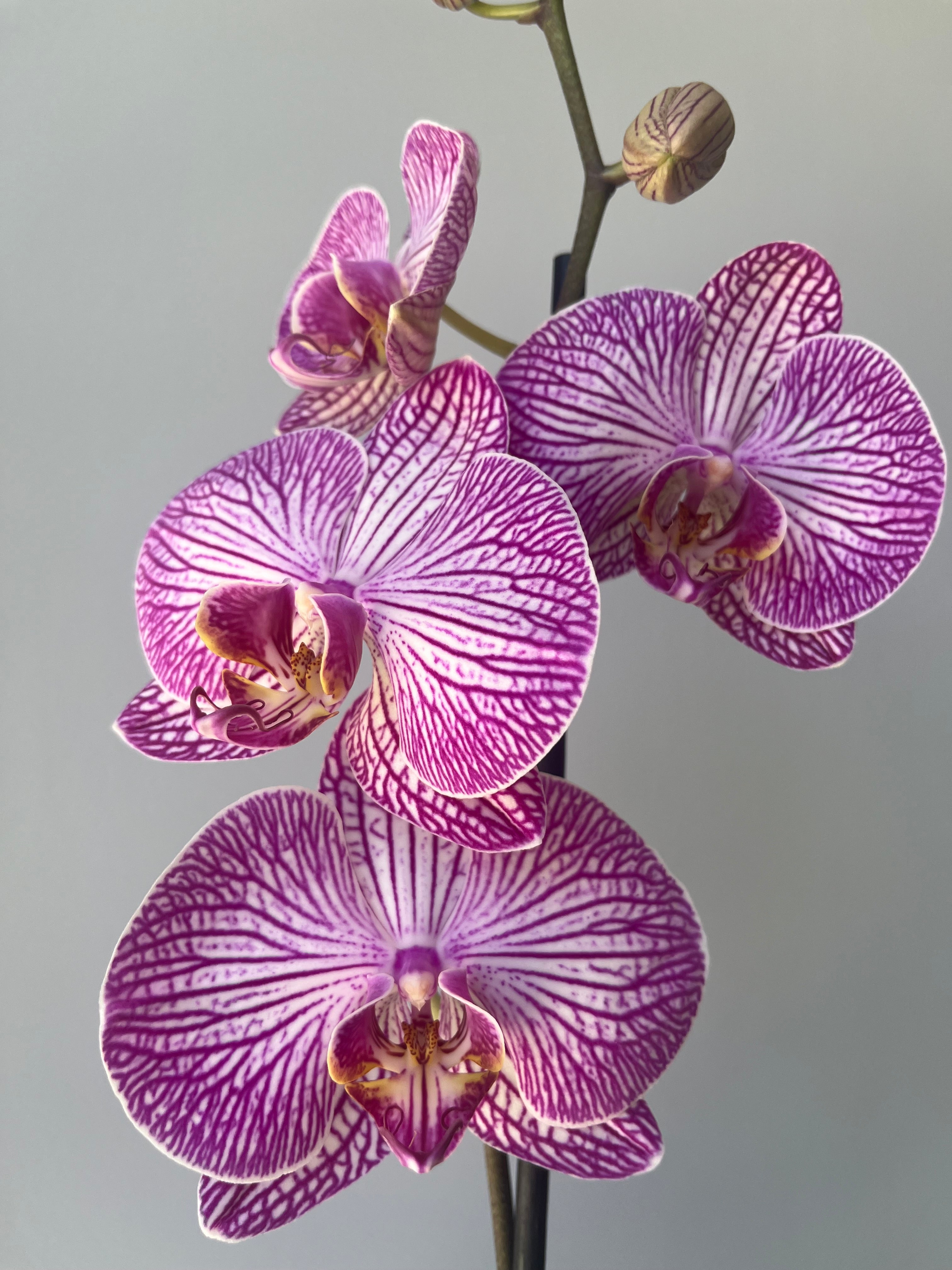 Orquídea Rosa Vetas Una Vara