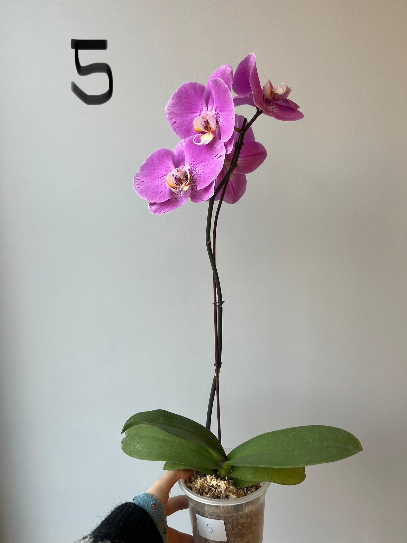 Orquídeas Grandes Fucsias Tonos
