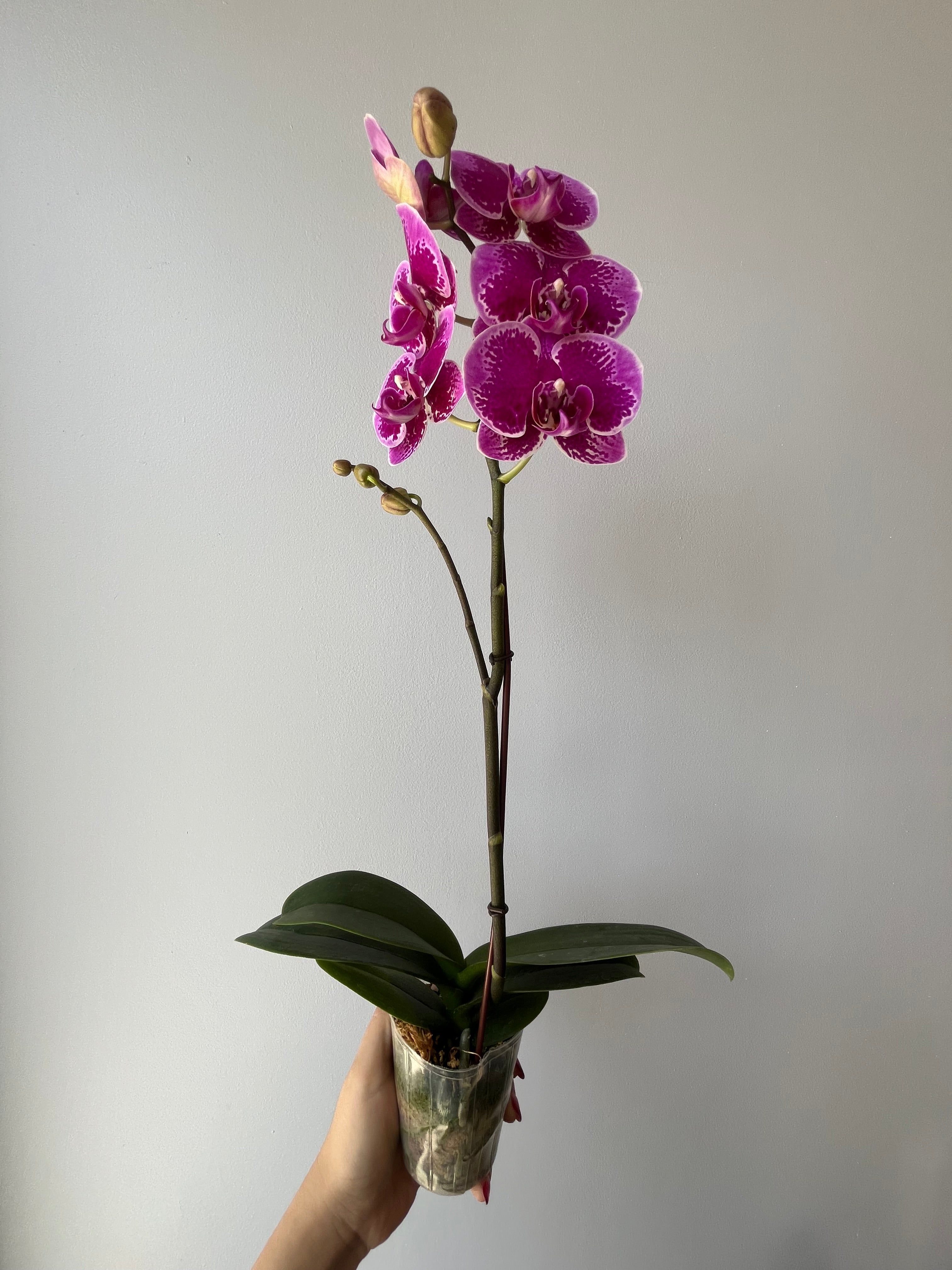 Orquídea Pequeña Fucsia Moteada