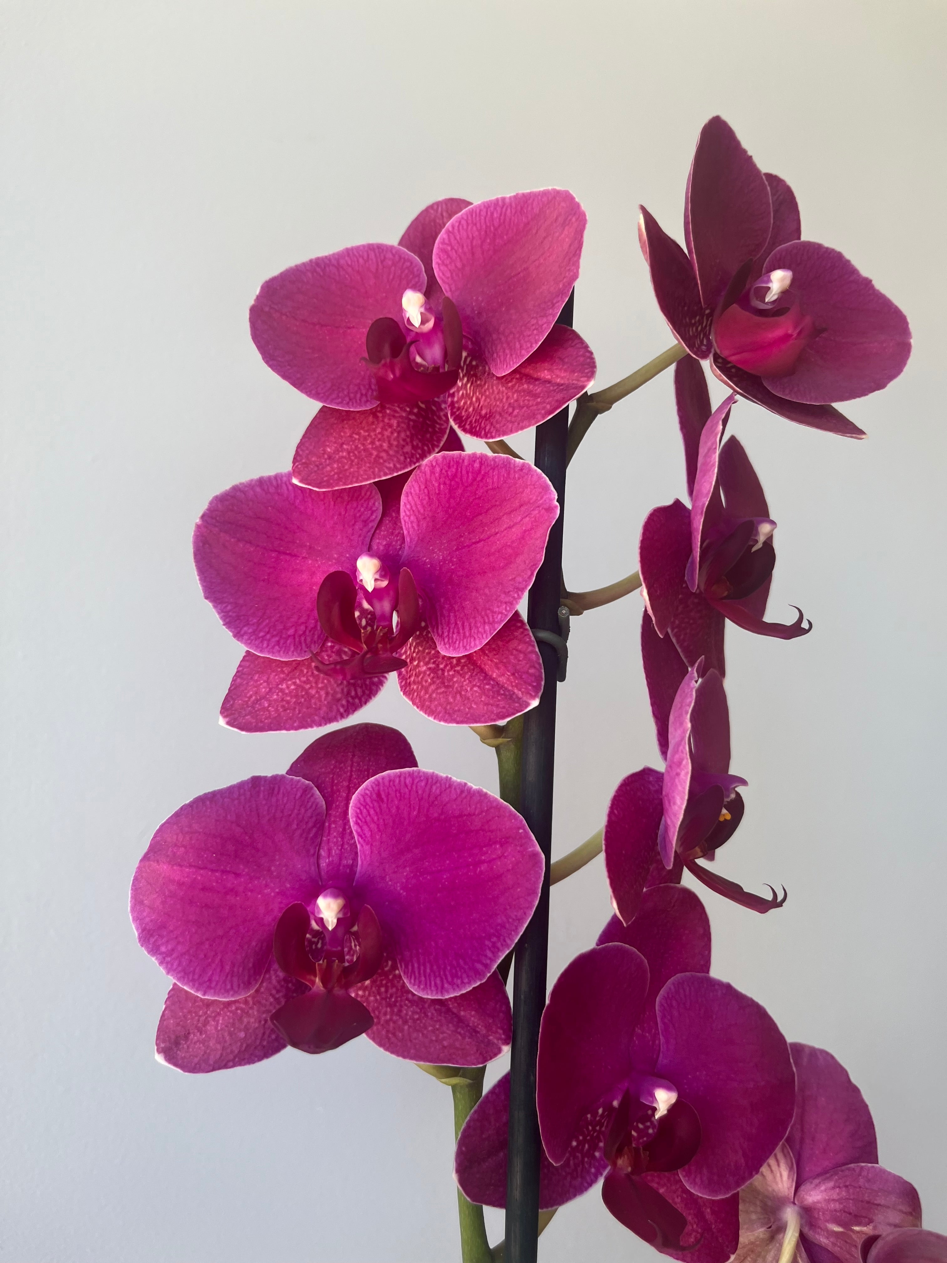 Orquídea Terracota Una Vara