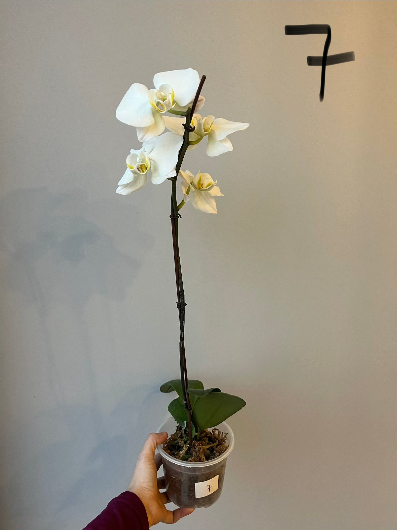 Orquídeas Grandes Blancas