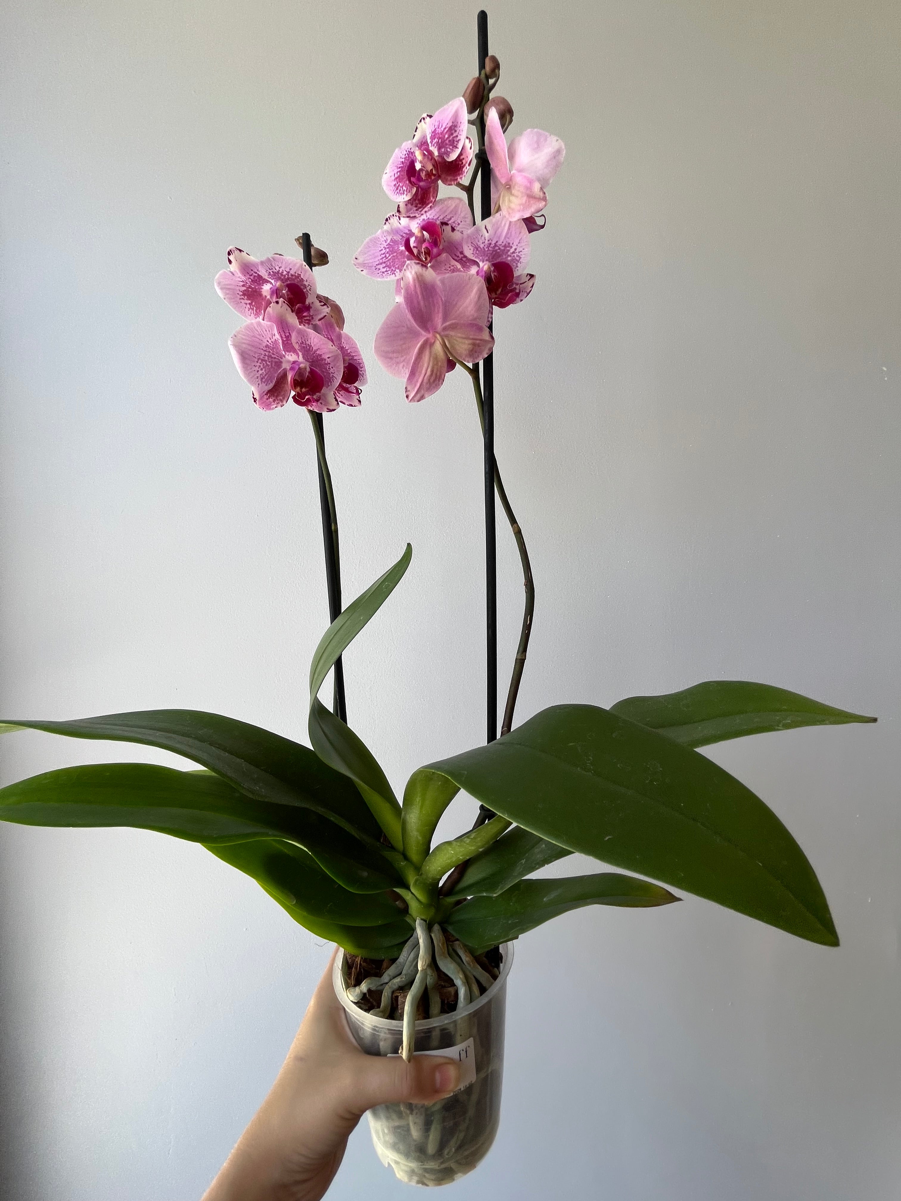 Orquídea Rosa Jaspeada Dos Varas