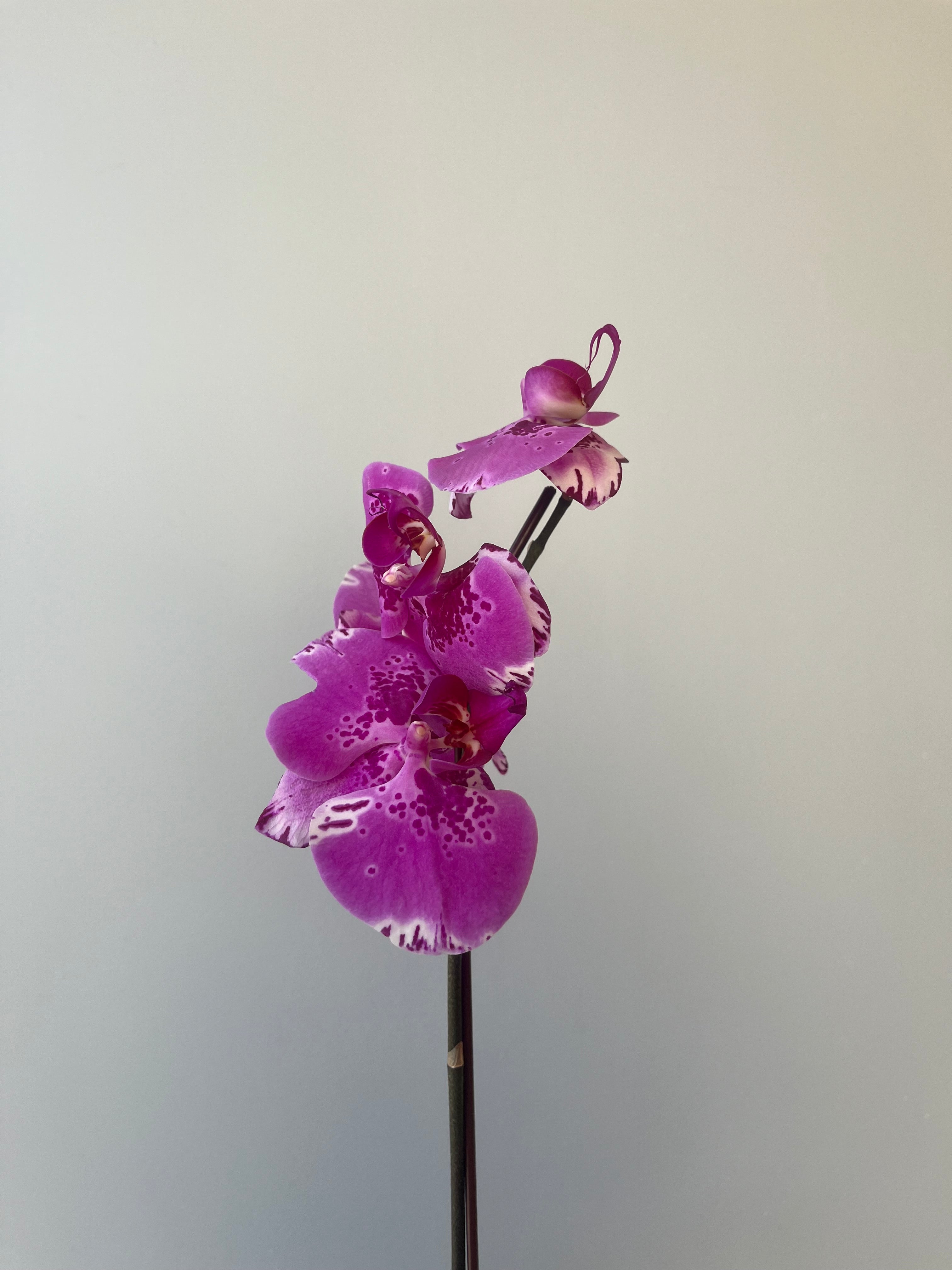 Orquídea Fucsia Rosa Grande Liquidación