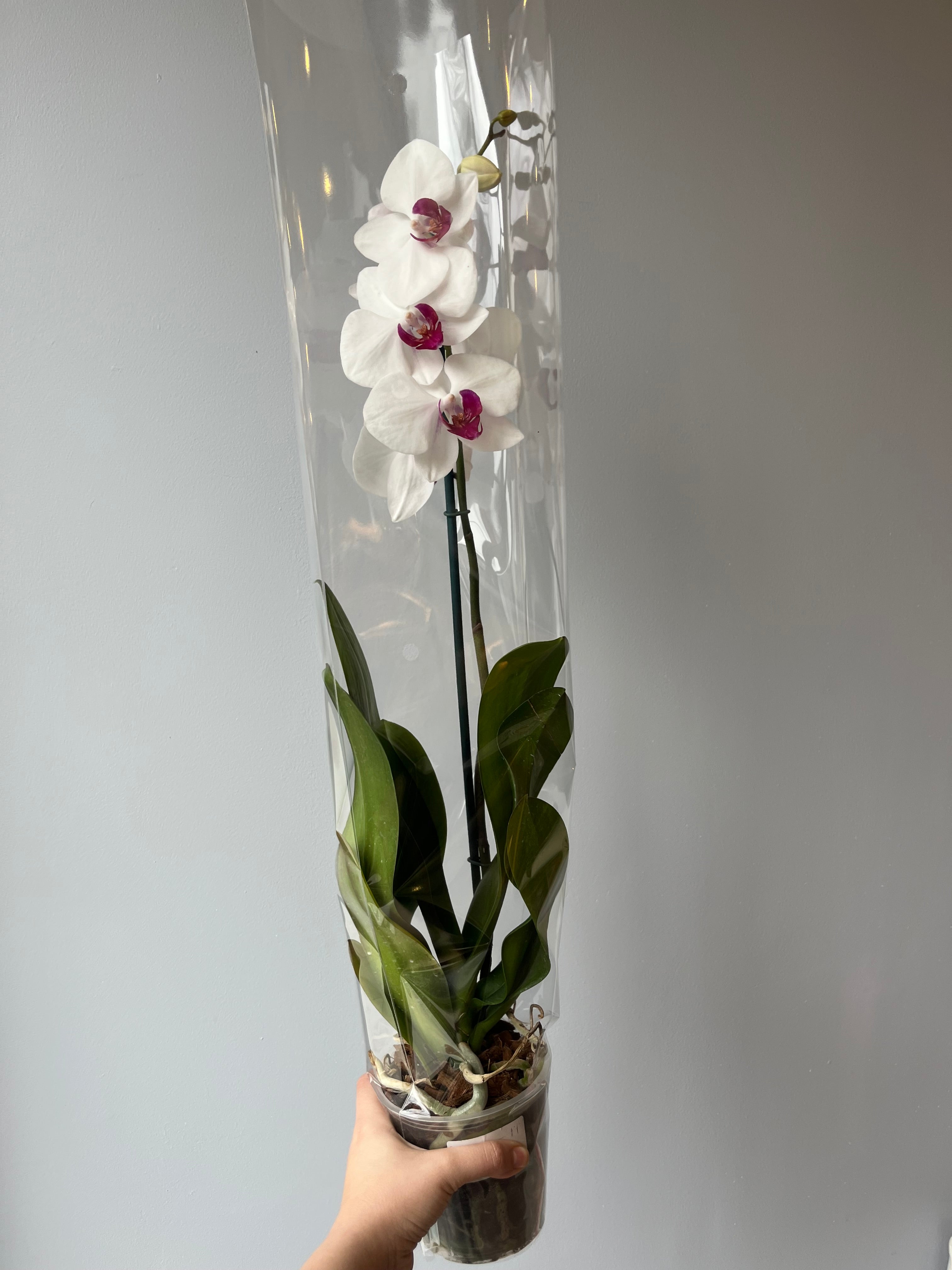 Orquídea Blanca Centro Fucsia