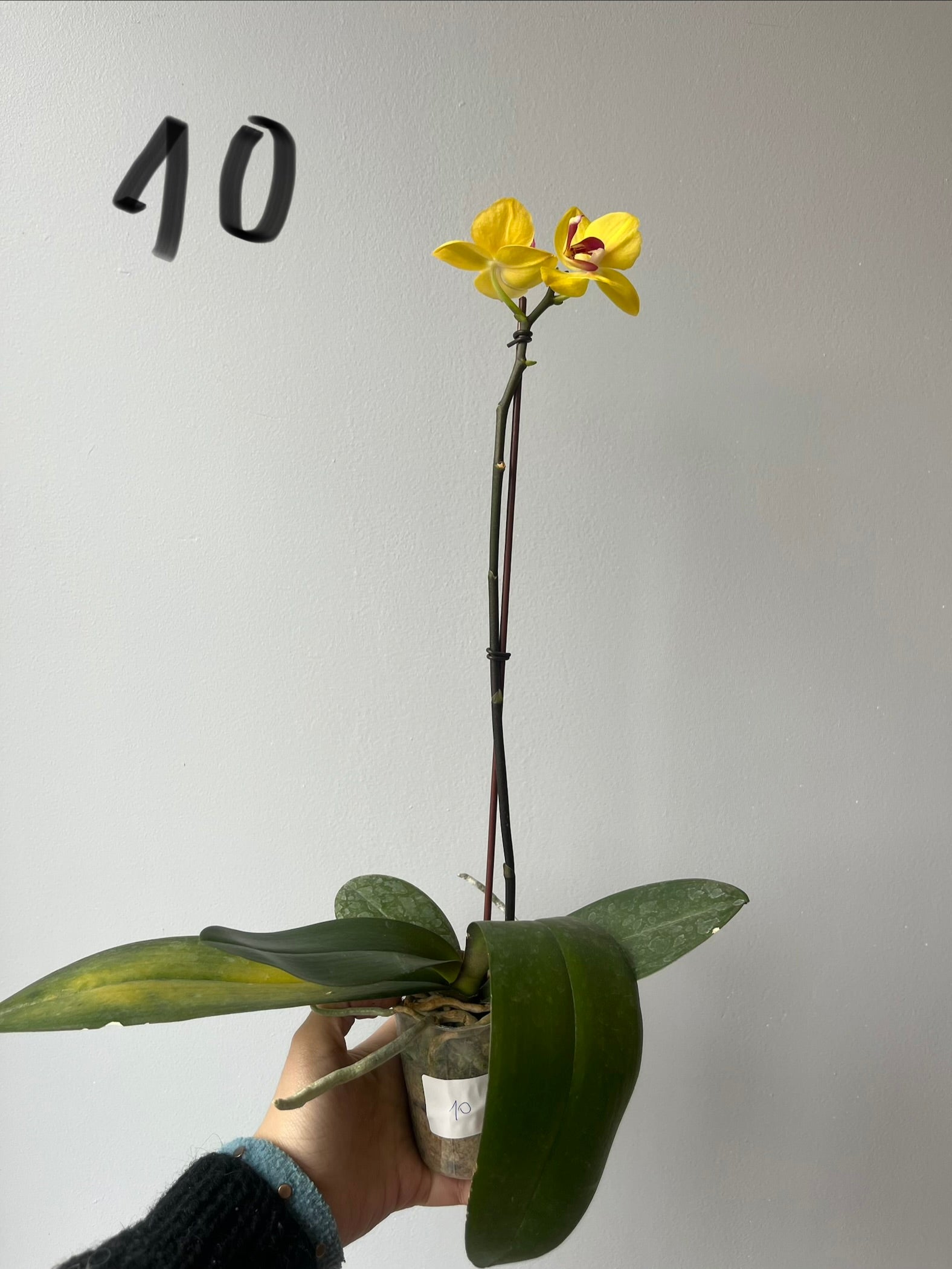 Orquídeas Medianas Amarillas