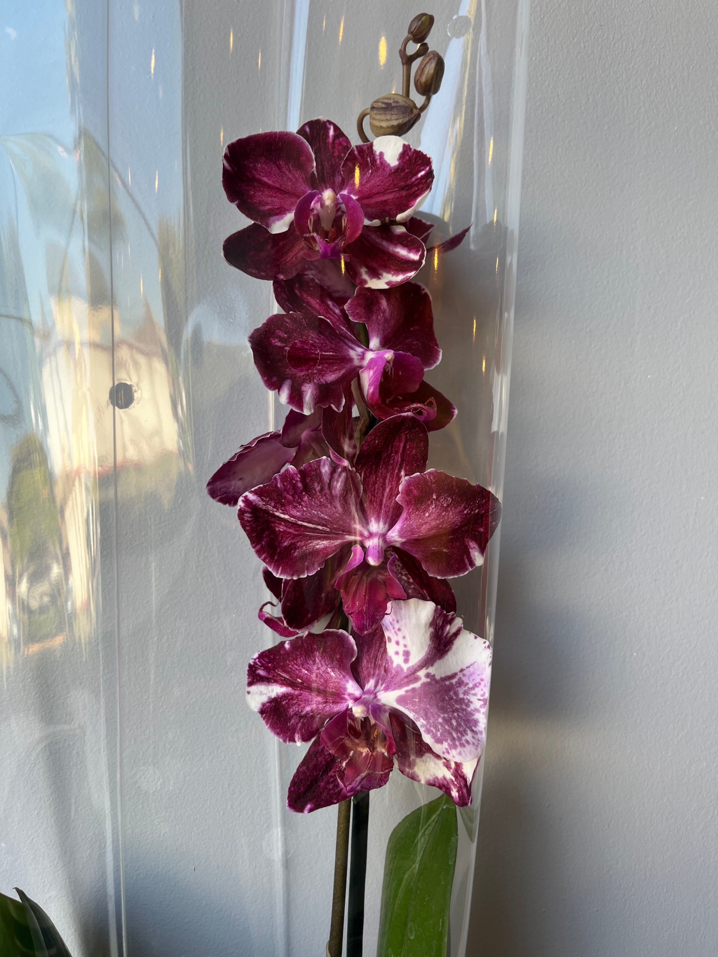Orquídea Dark Ribbon Una Vara