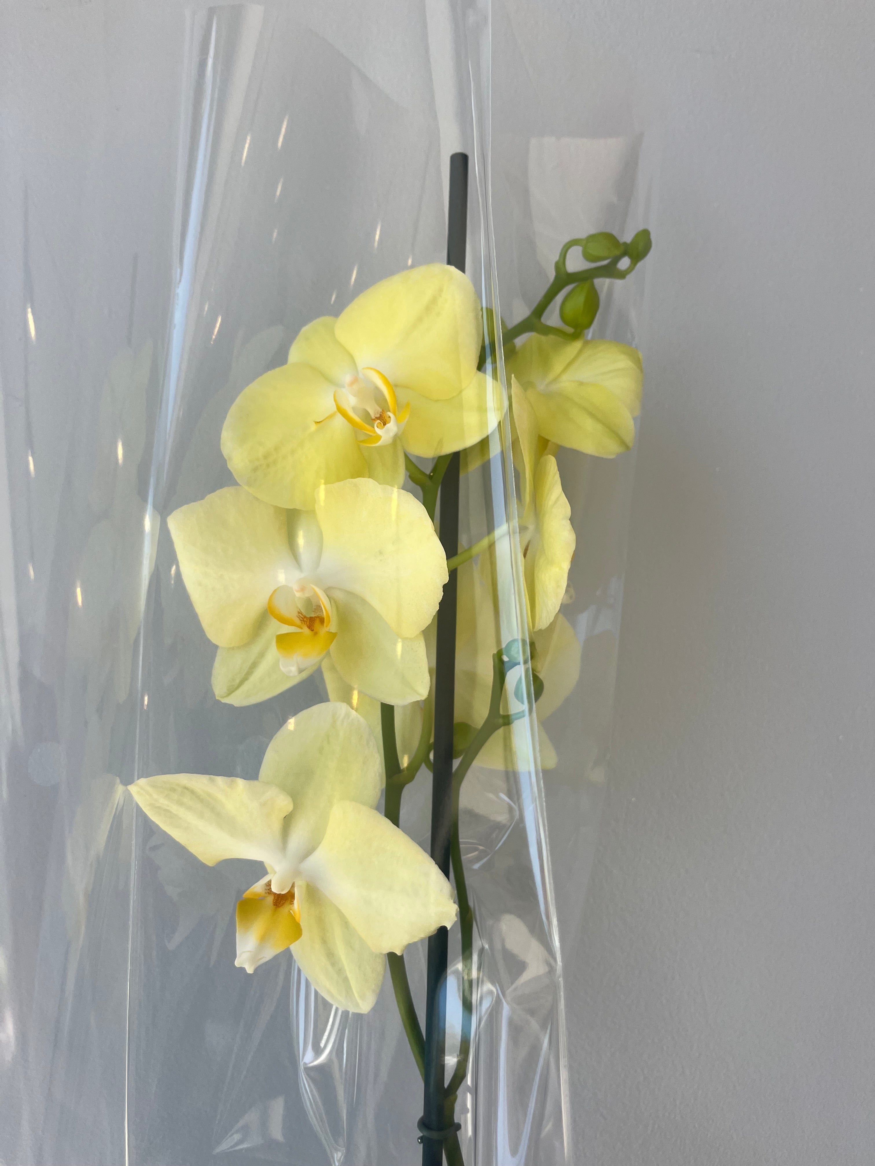 Orquídea Amarilla Una Vara