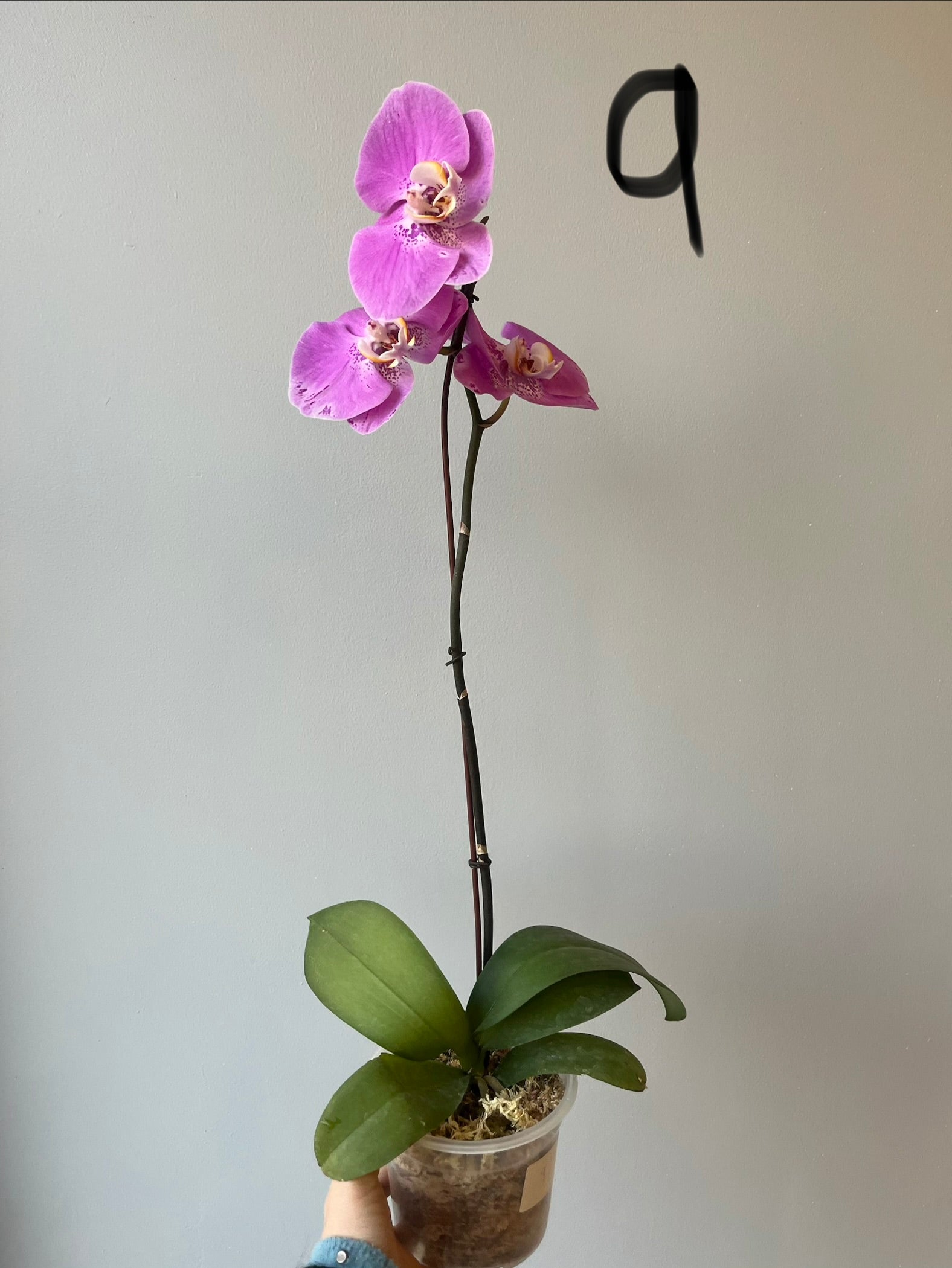 Orquídeas Grandes Fucsias Tonos