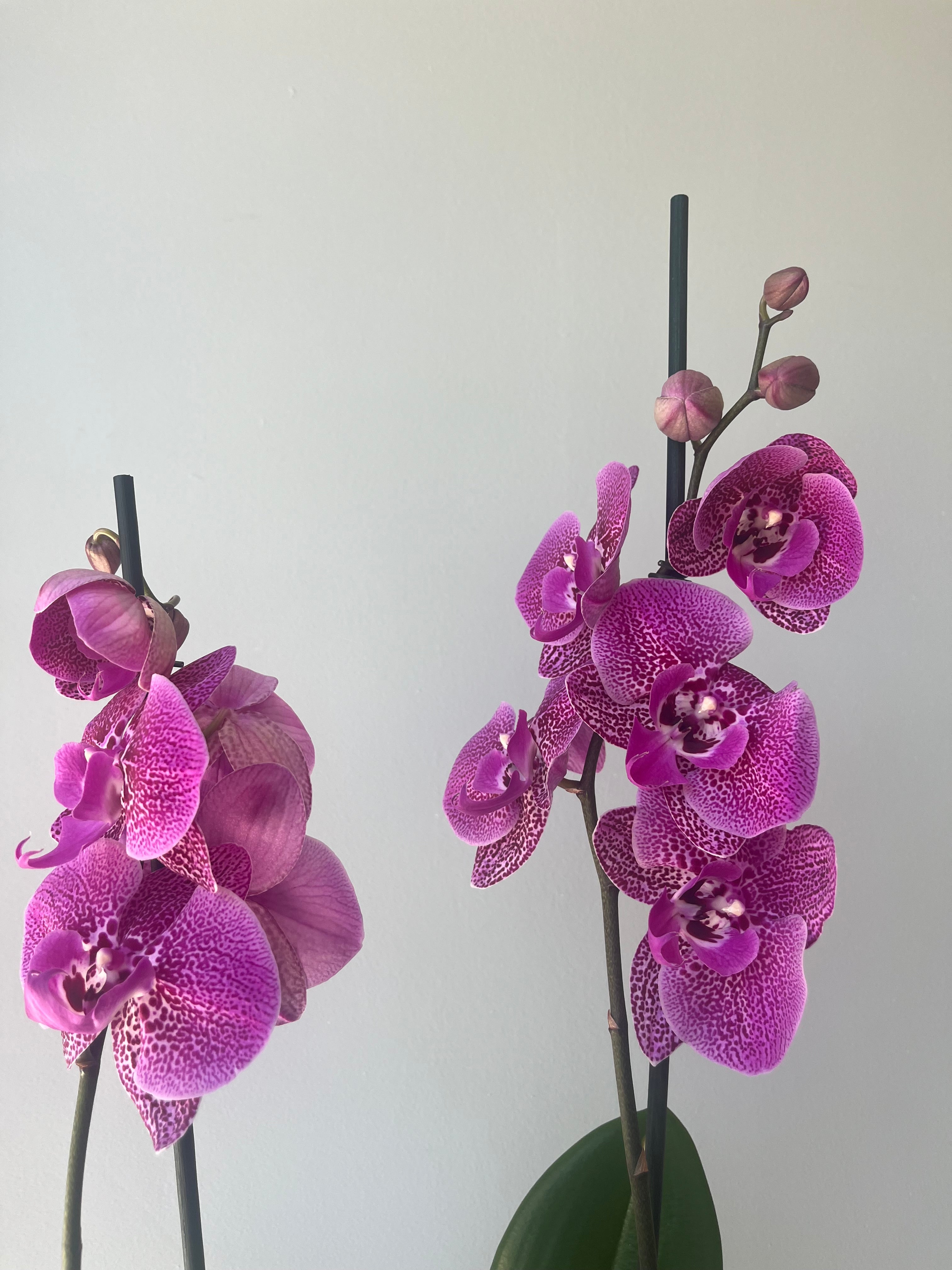 Orquídea Fucsia Atigrada Dos Varas