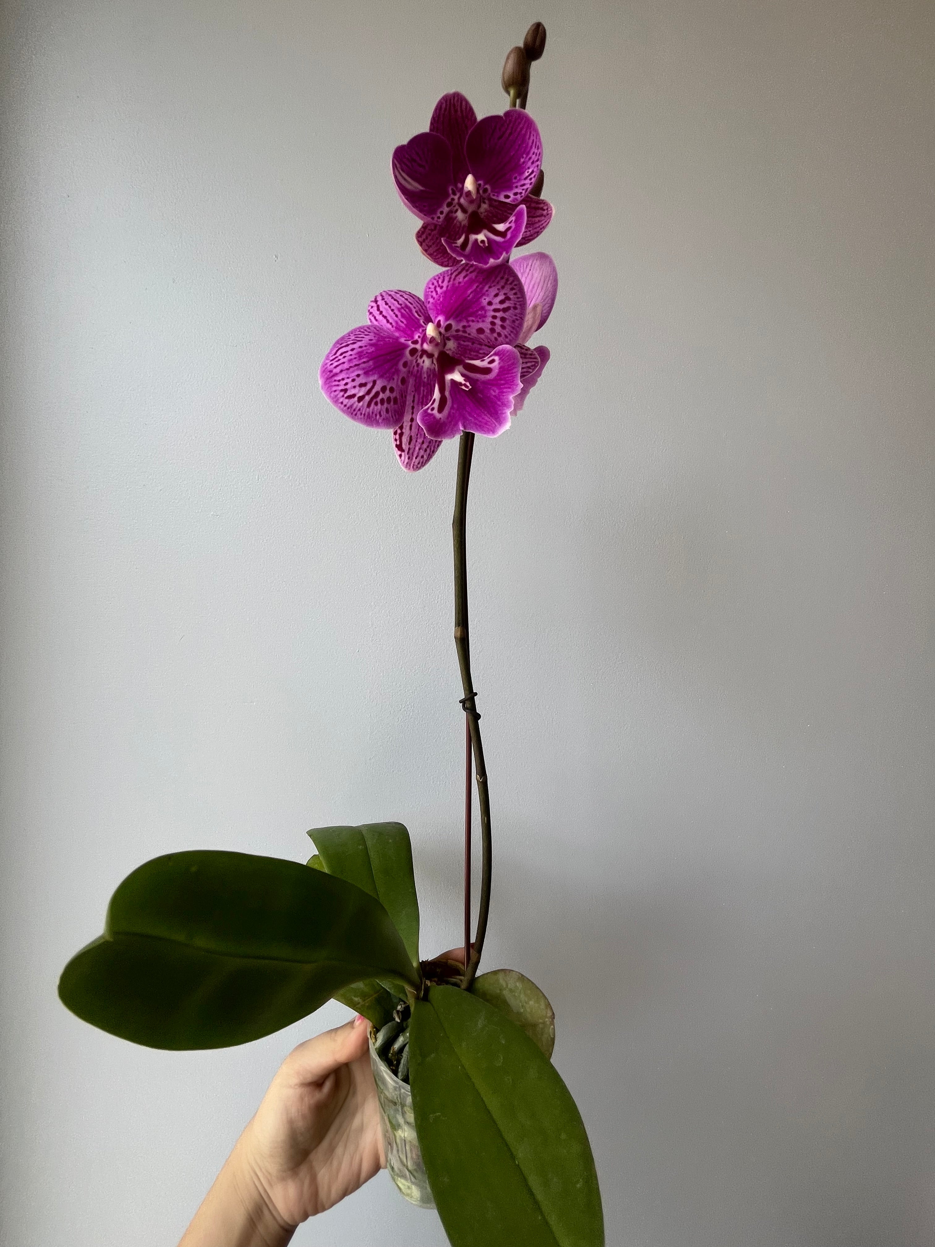 Orquídea Pequeña Fucsia Mariposa
