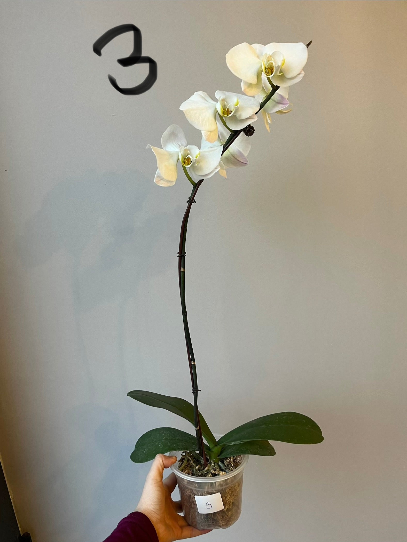 Orquídeas Grandes Blancas