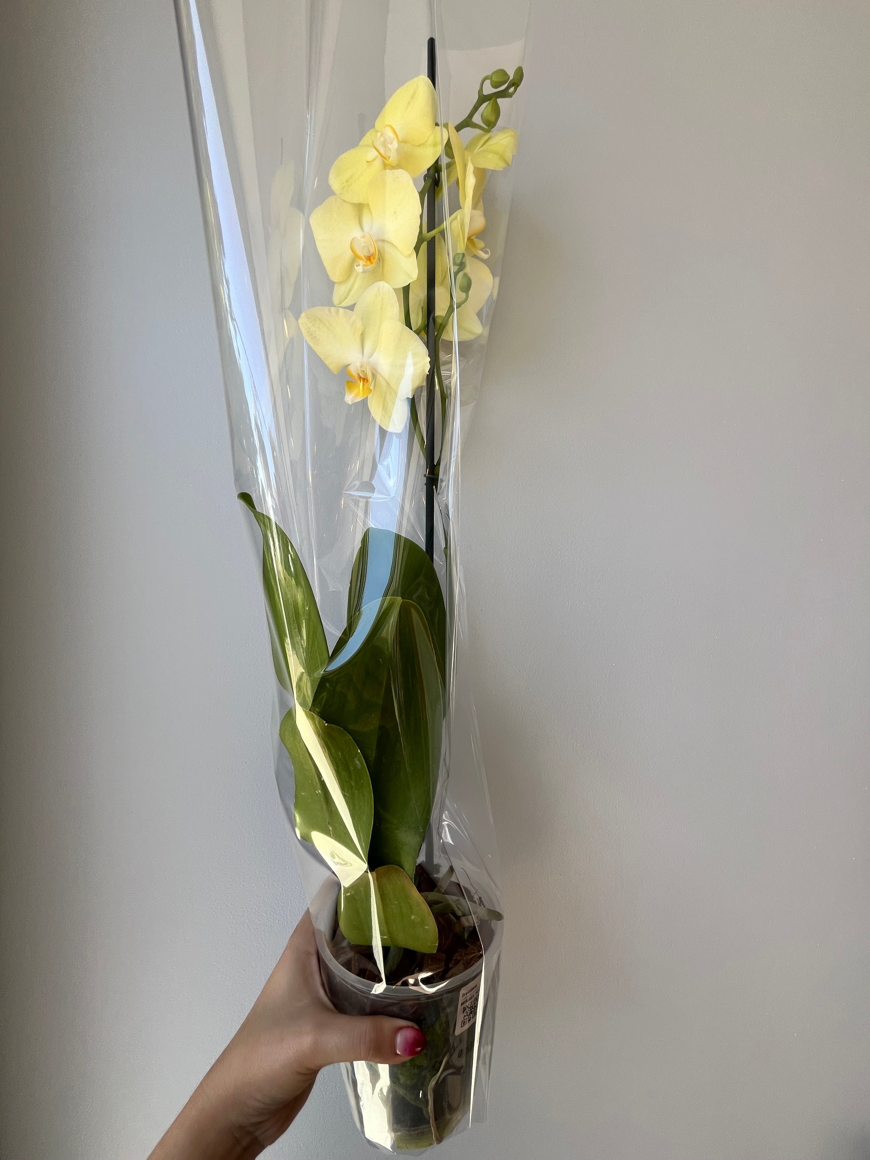 Orquídea Amarilla Una Vara