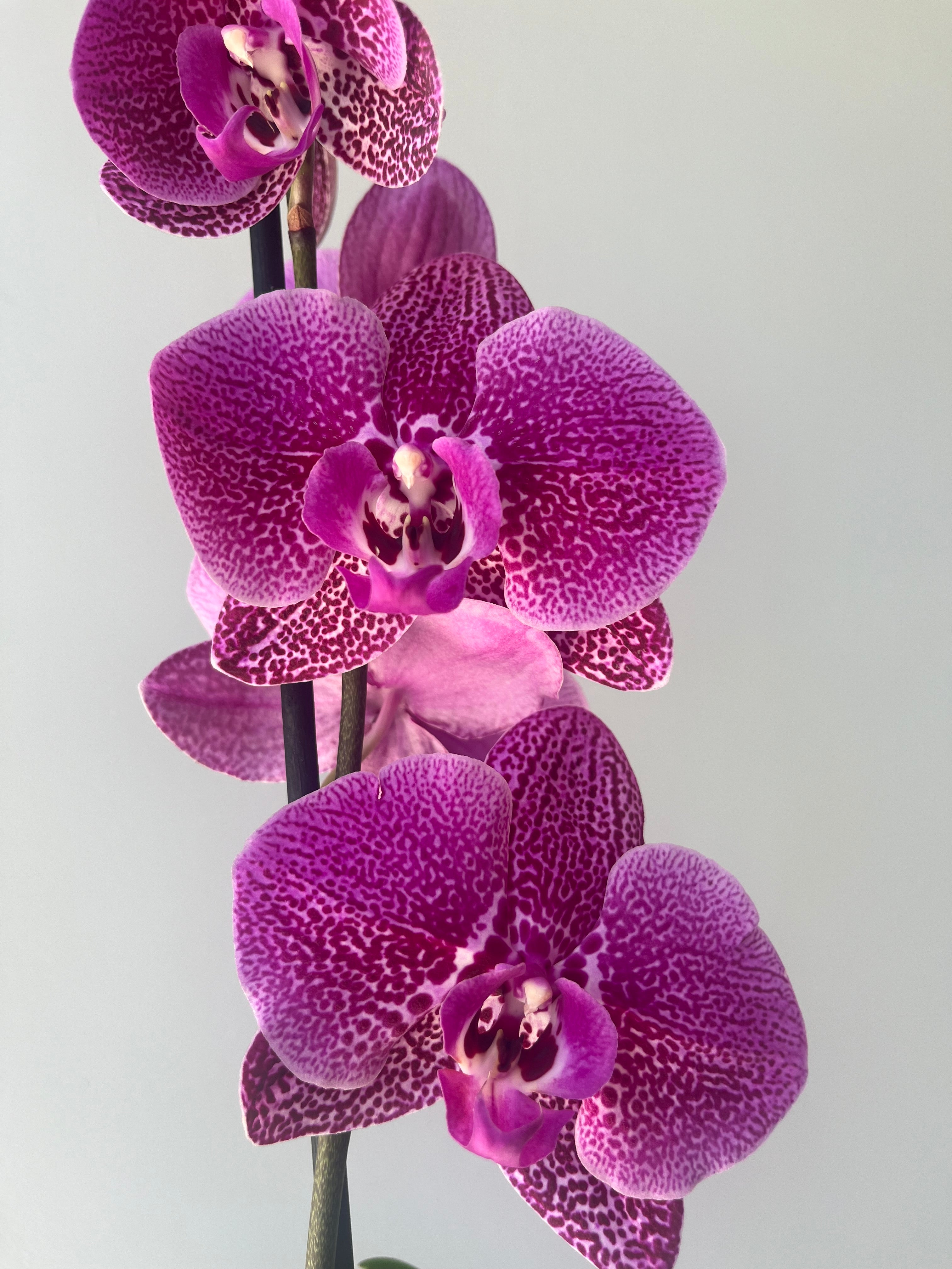 Orquídea Fucsia Atigrada Una Vara