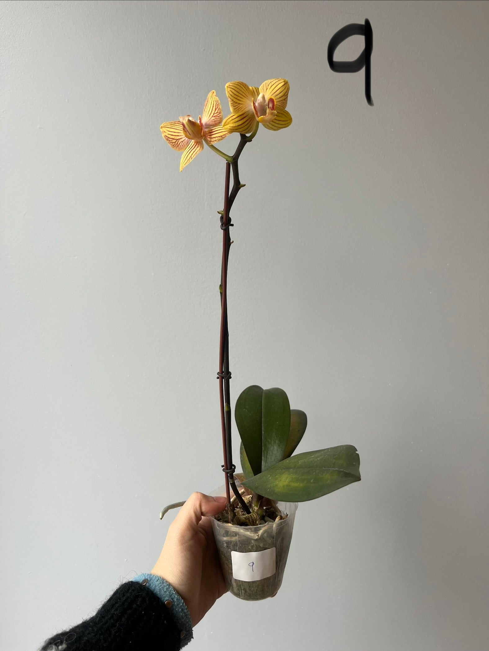 Orquídeas Medianas Amarillas
