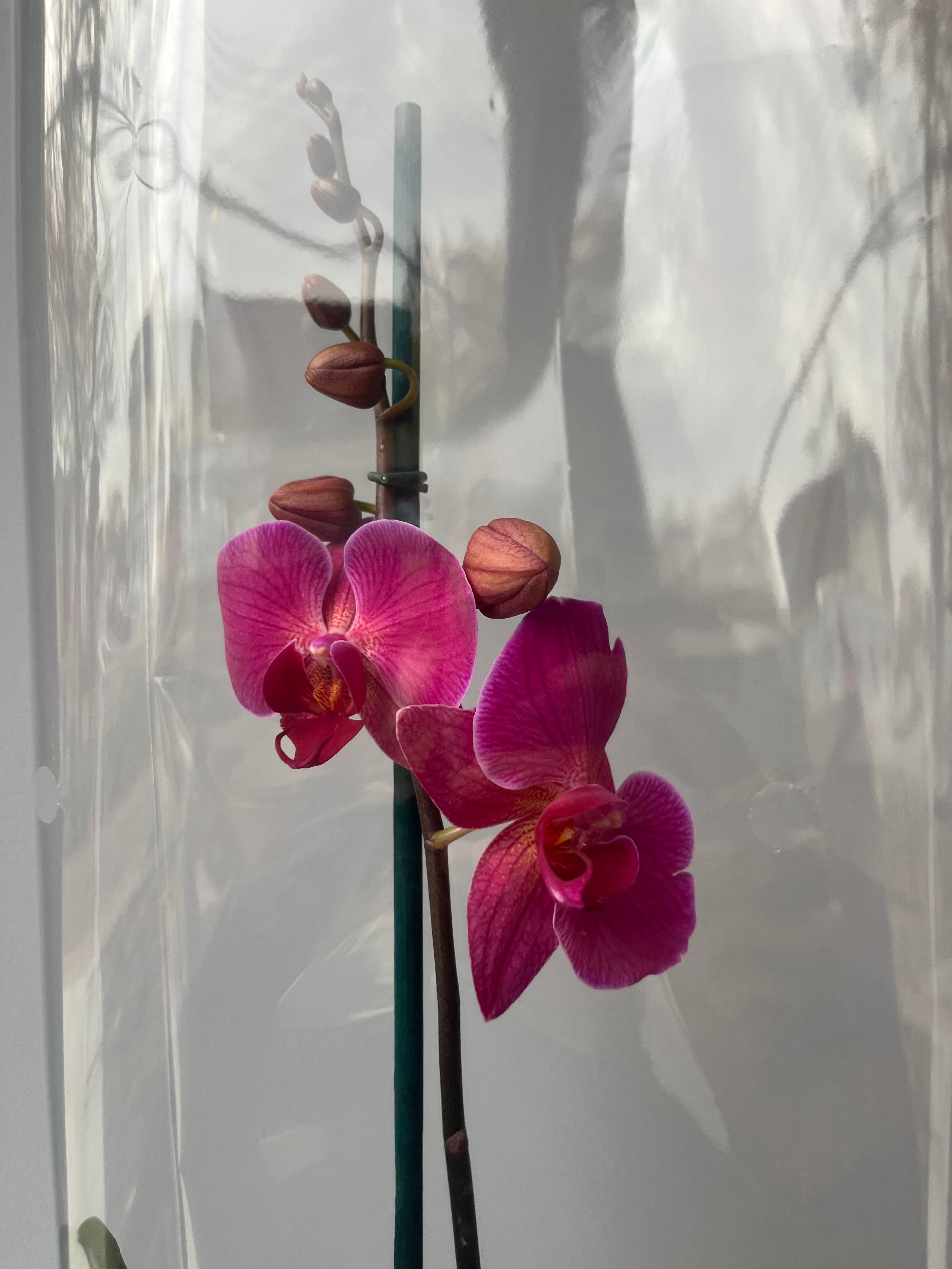 Orquídea Coral