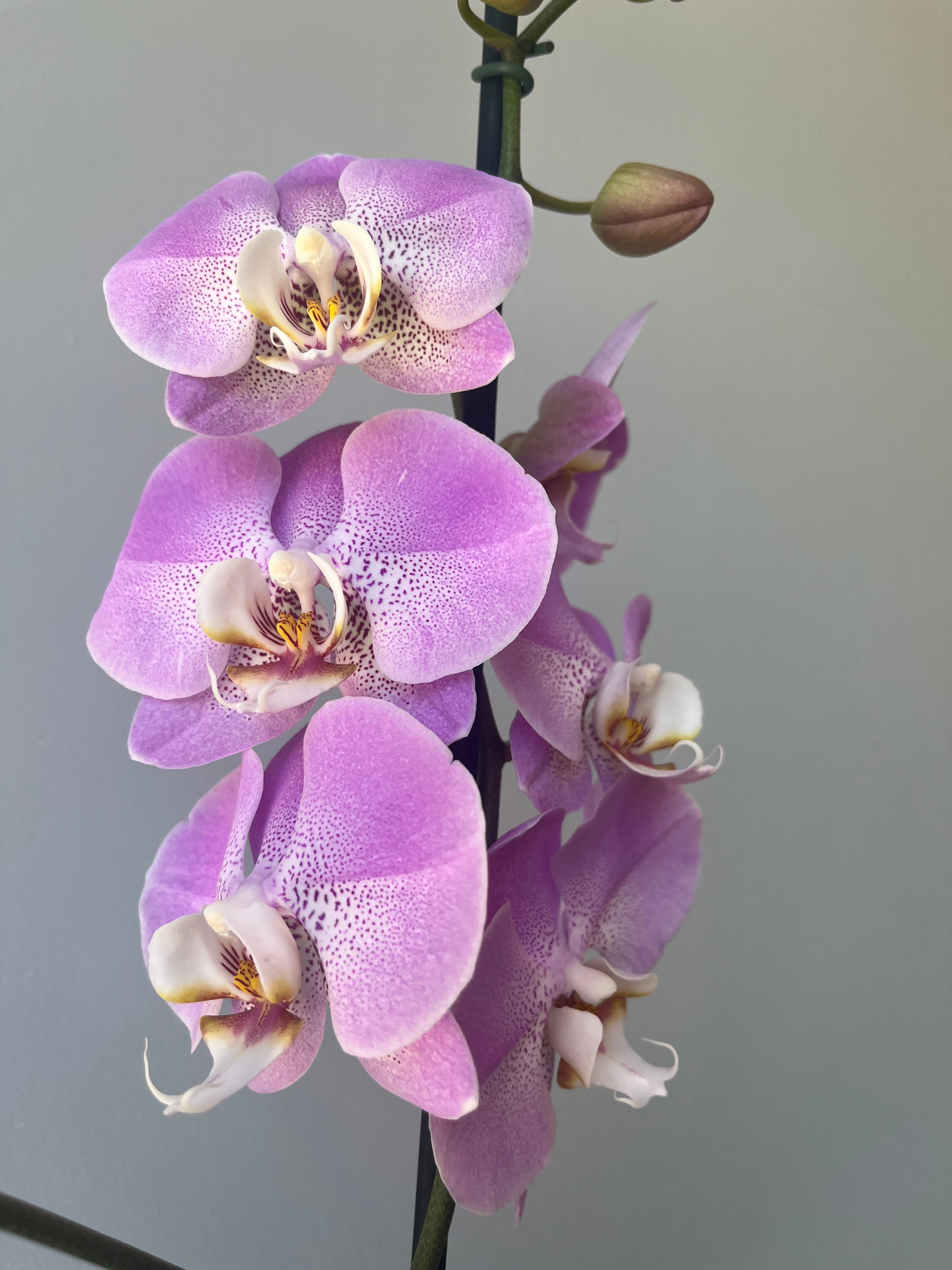 Orquídea Rosa Una Vara