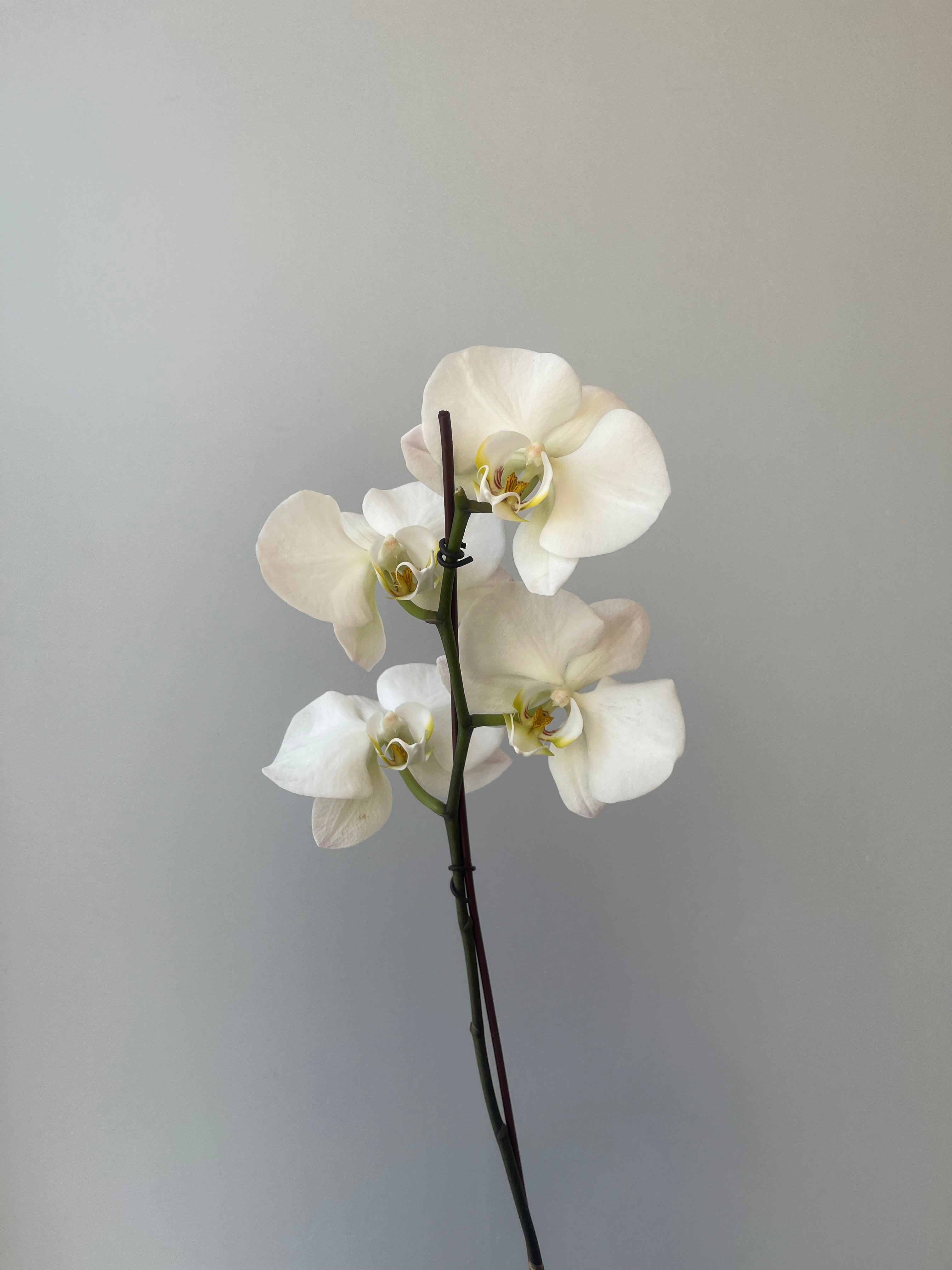 Orquídeas Variedad Grandes liquidación