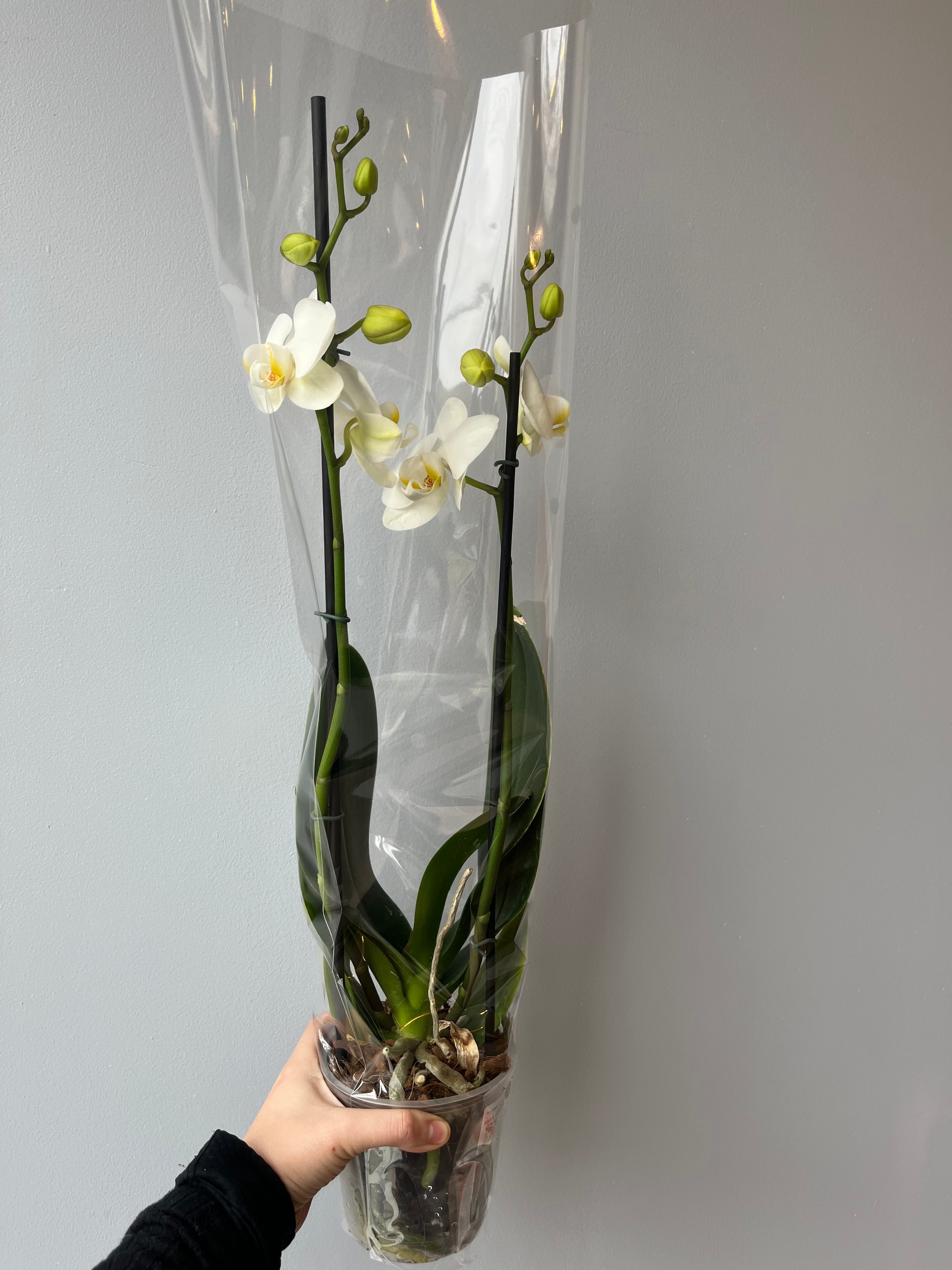Orquídea Blanca