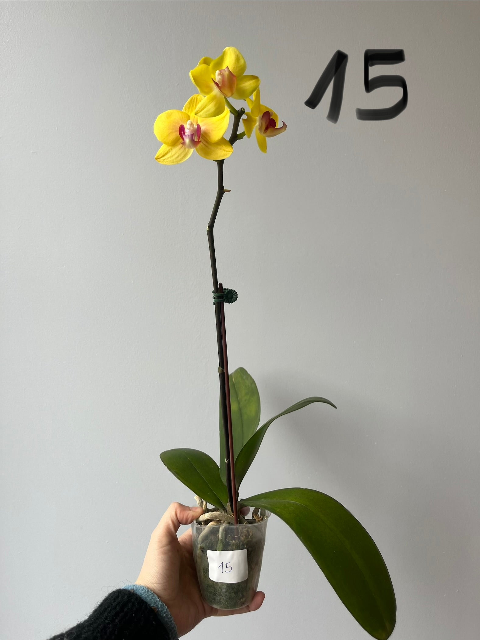 Orquídeas Medianas Amarillas
