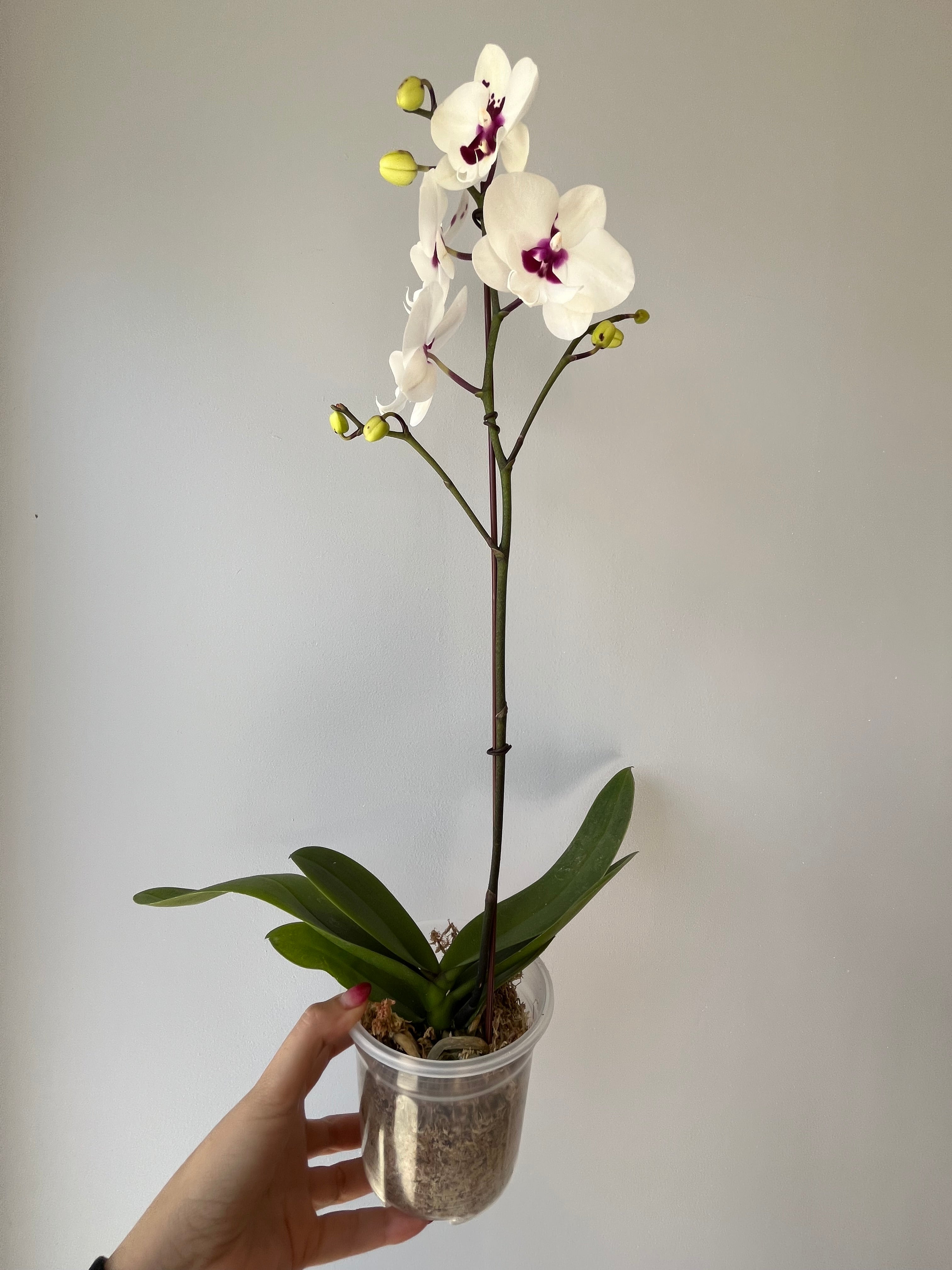 Orquídea Blanca Centro Morado Una Vara